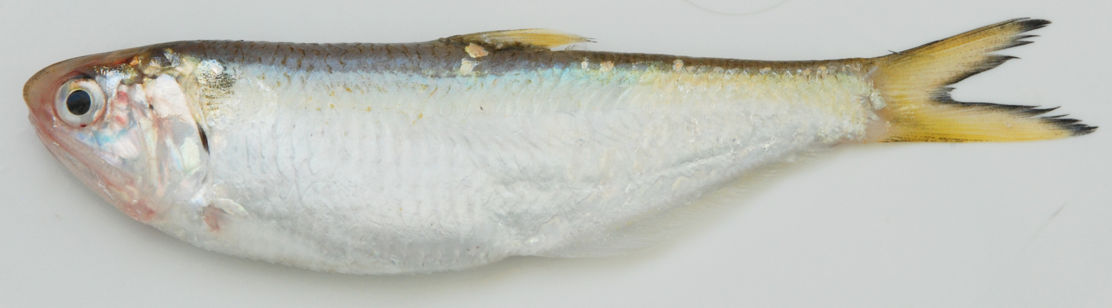 Orangemouth anchovy (Thryssa vitrirostris) — Engraulidae — 5