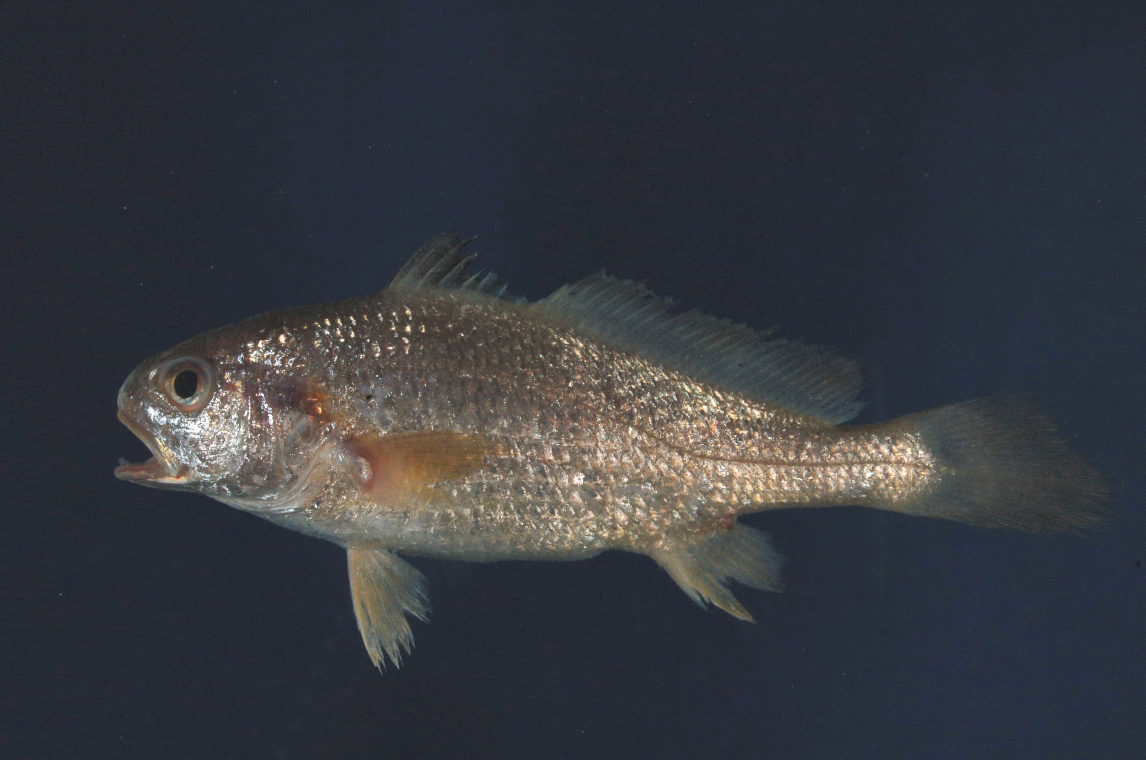 Bearded croaker (Johnius dussumieri) — Sciaenidae — 2
