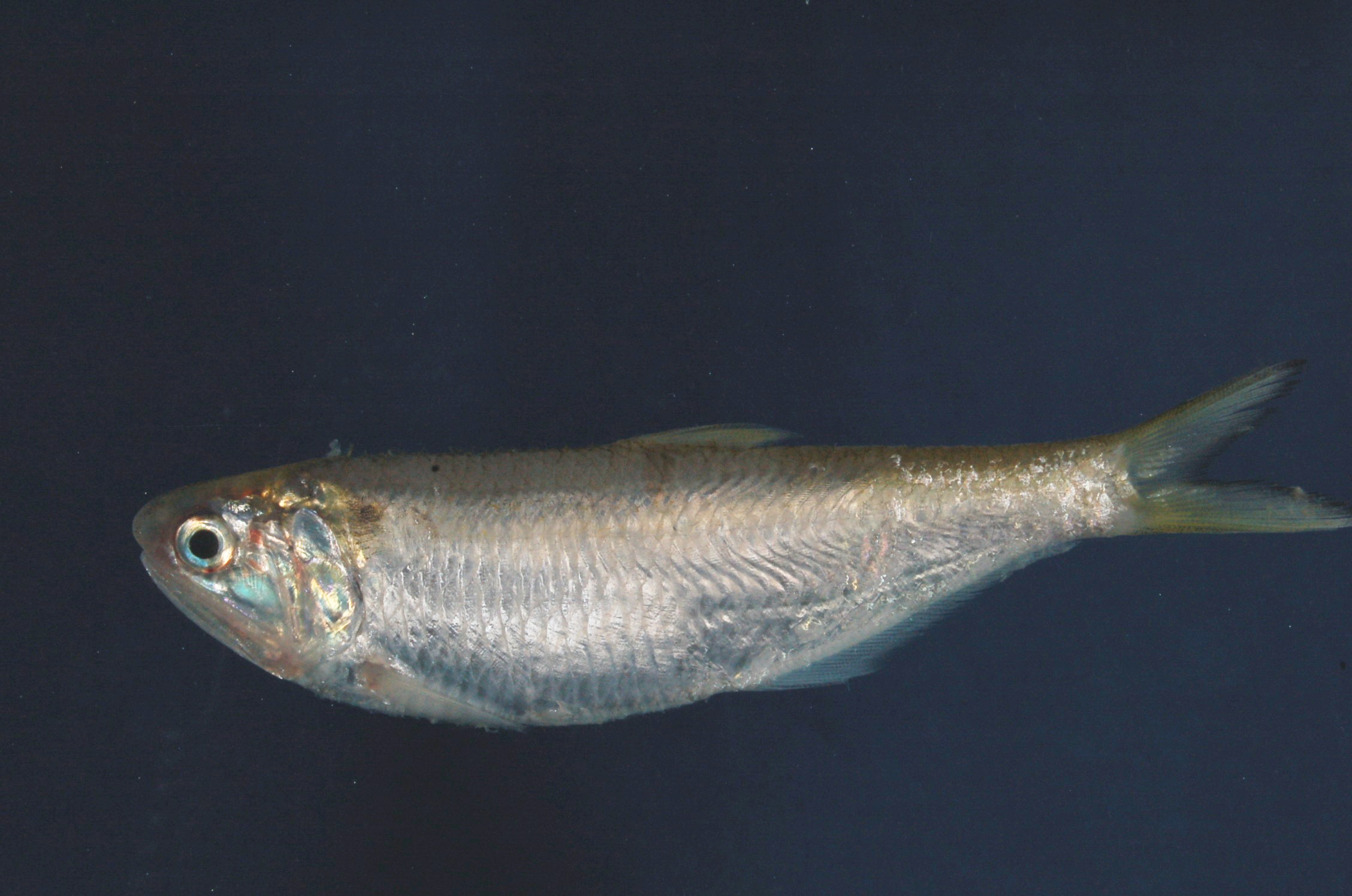 Orangemouth anchovy (Thryssa vitrirostris) — Engraulidae — 2