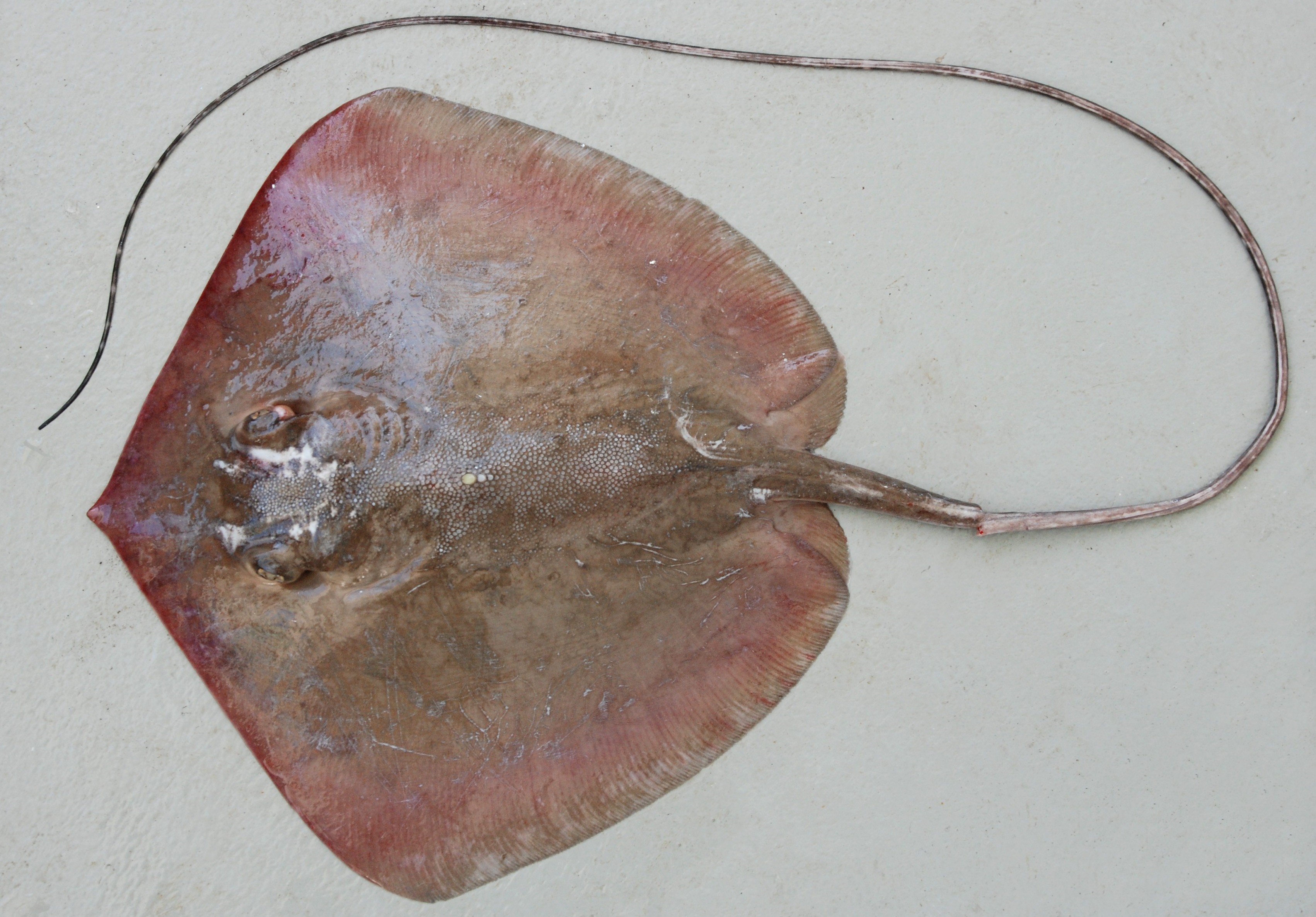Banded whiptail ray (Maculabatis gerrardi) — Dasyatidae