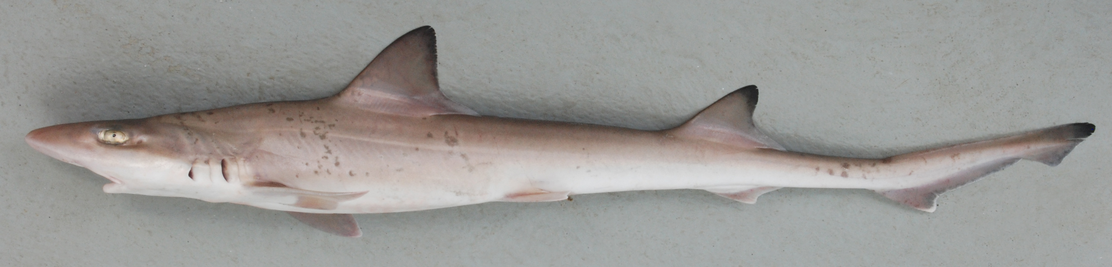 Arabische gladde haai (Mustelus mosis) — Triakidae — 2