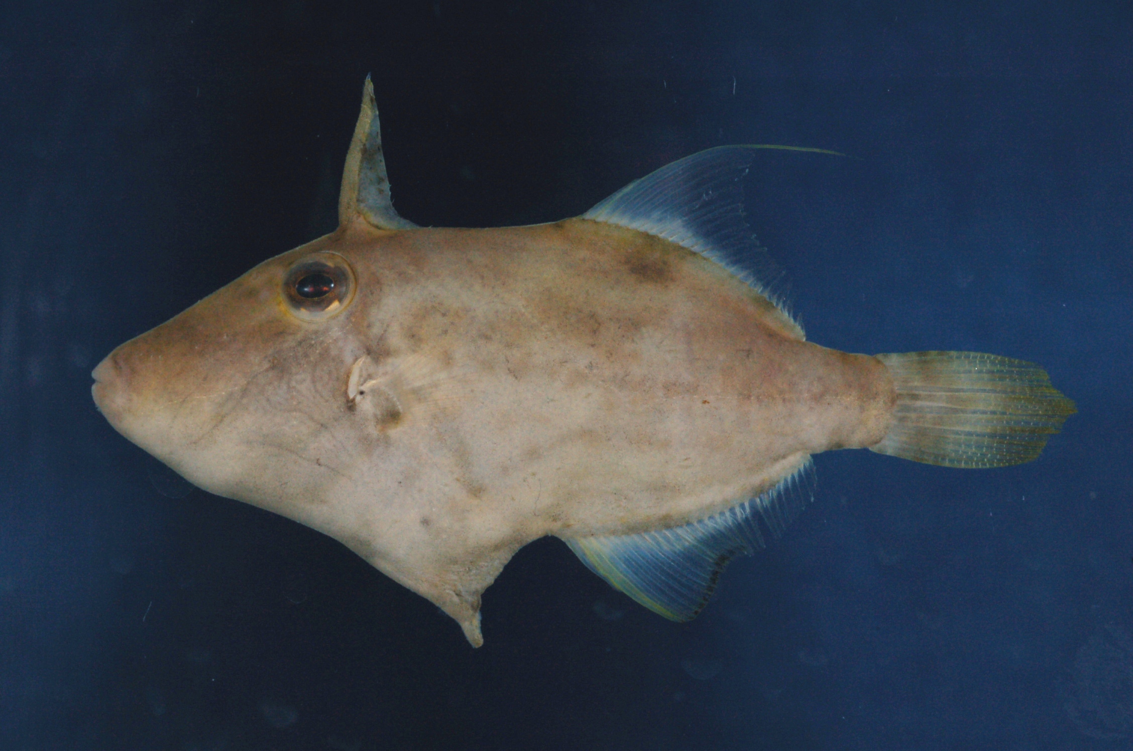 Threadfin filefish (Paramonacanthus nematophorus) — Monacanthidae — 2