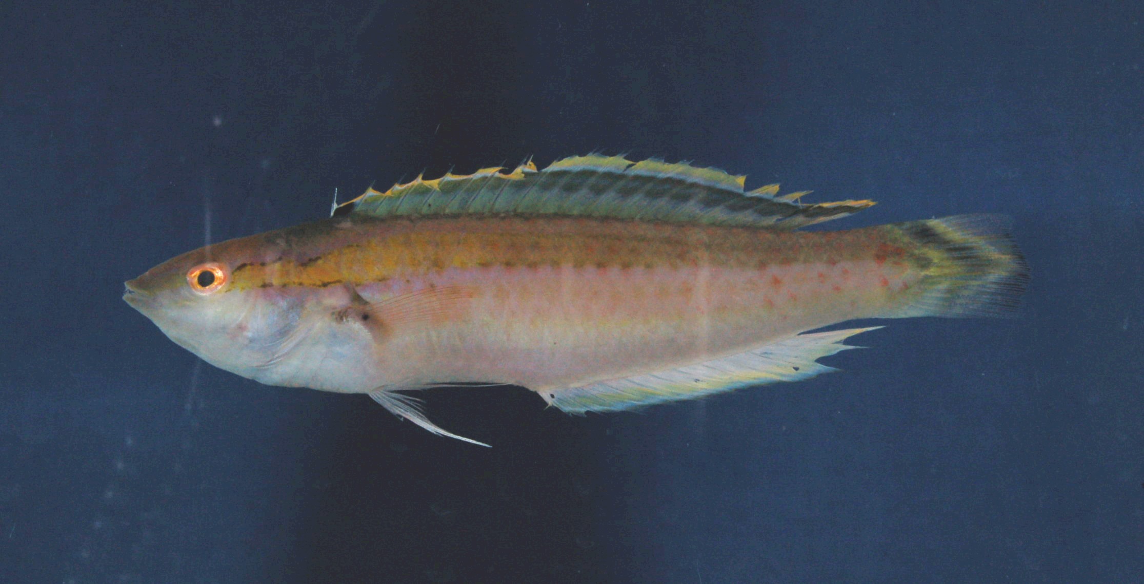 Thinline wrasse (Halichoeres leptotaenia) — Labridae