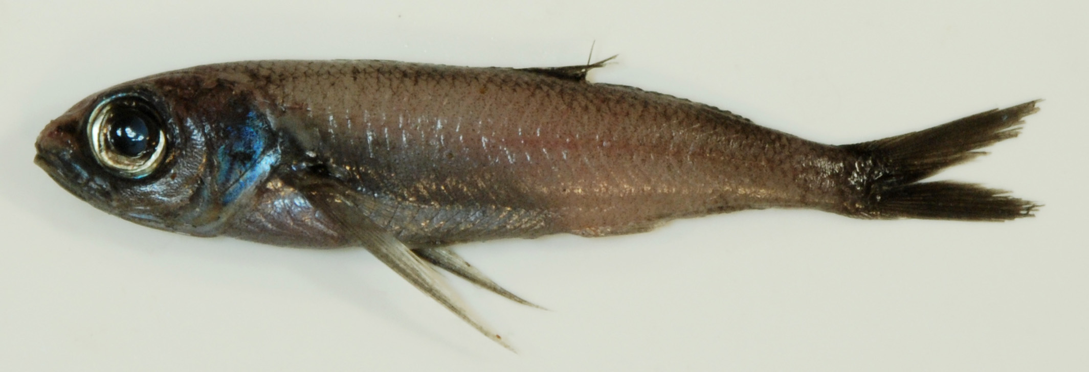 Bigeye cigarfish (Cubiceps pauciradiatus) — Nomeidae — 4