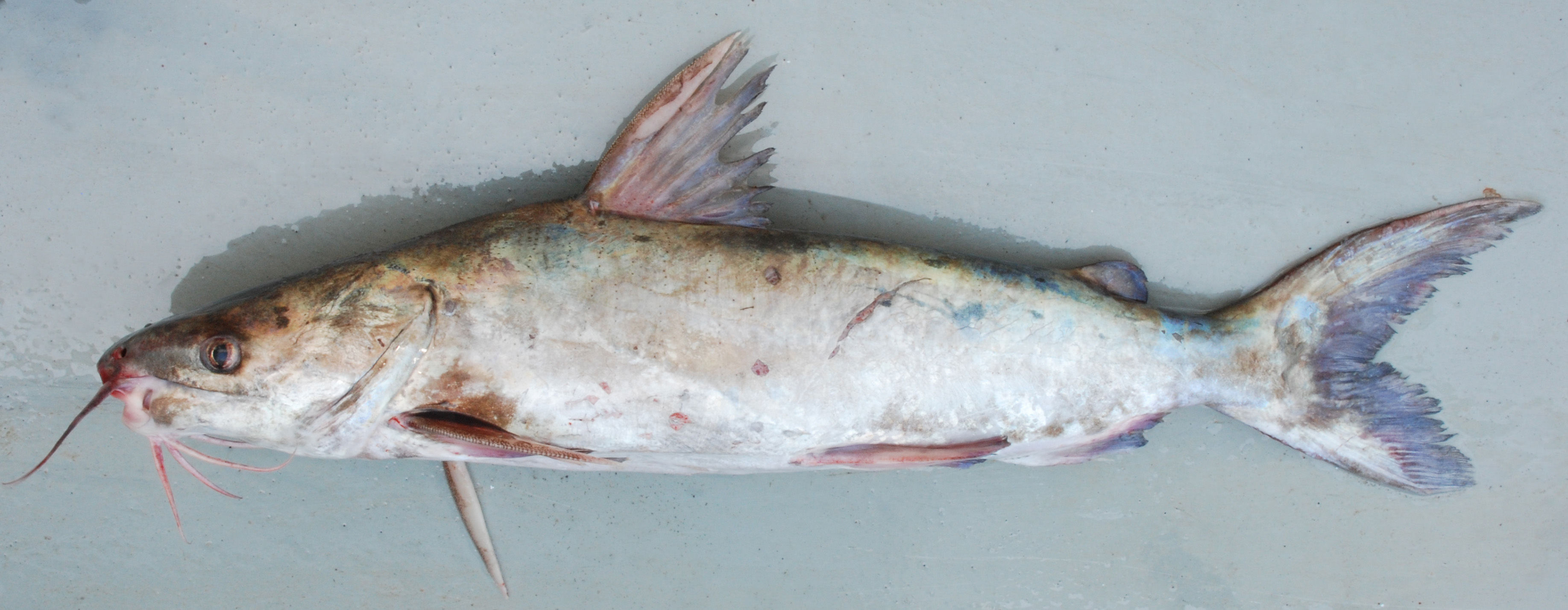 Zwartpunt-zeemeerval (Plicofollis dussumieri) — Ariidae — 5