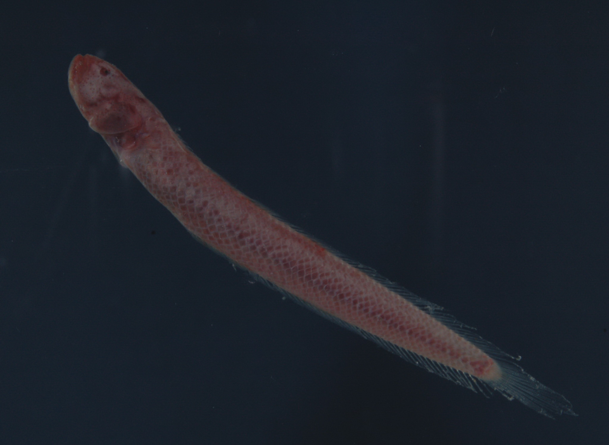 Blind goby (Paratrypauchen microcephalus) — Gobiidae — 2