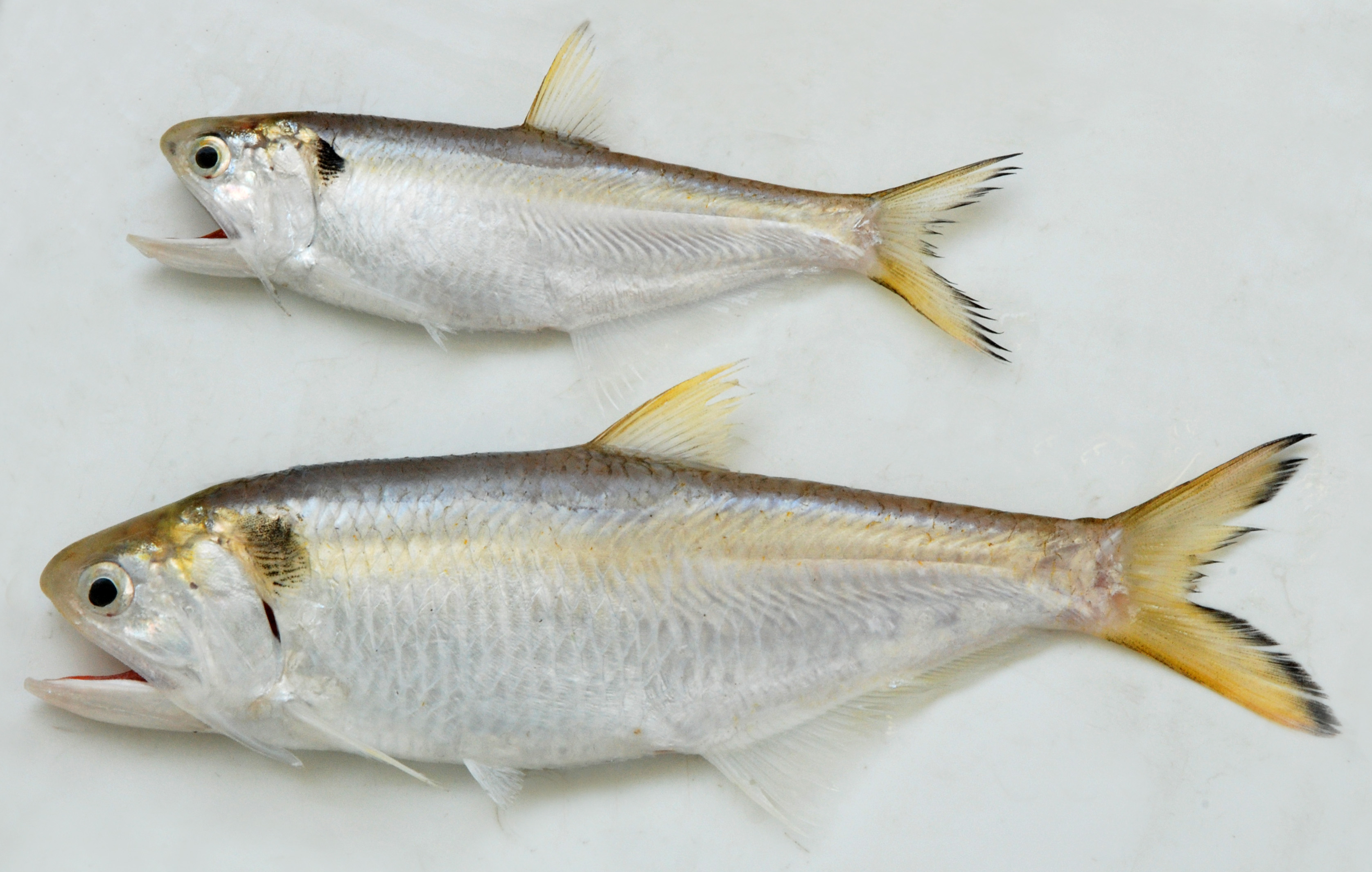 Orangemouth anchovy (Thryssa vitrirostris) — Engraulidae