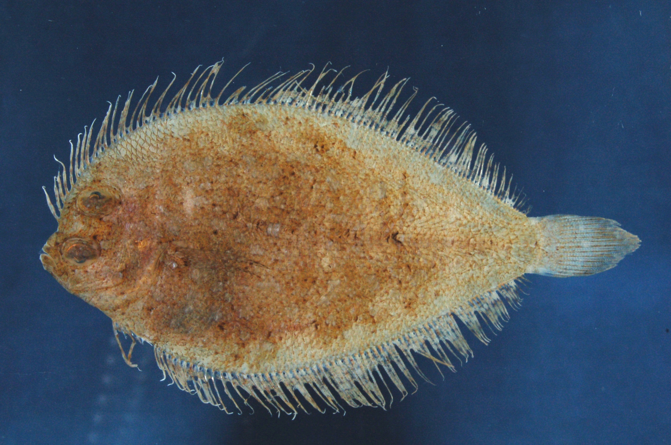 Diepe bot (Pseudorhombus elevatus) — Paralichthyidae — 2