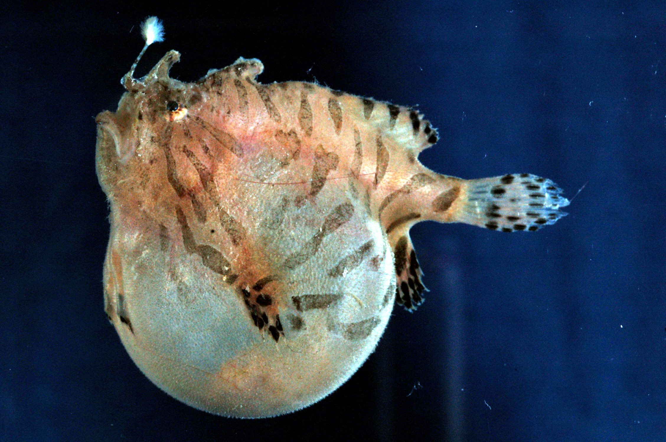 Anglerfish (Antennarius hispidus) — Antennariidae — 3