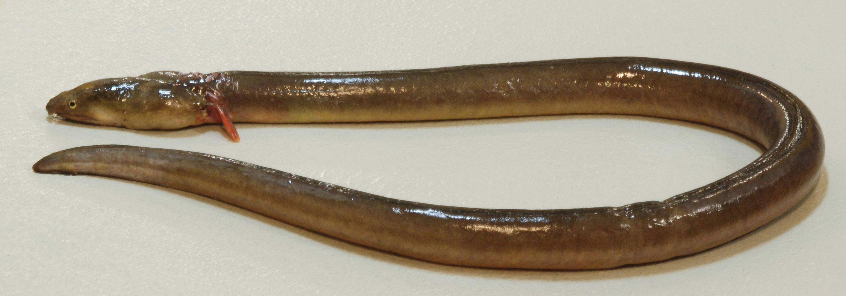 Bengal's snake-eel (Pisodonophis boro) — Ophichthidae — 2