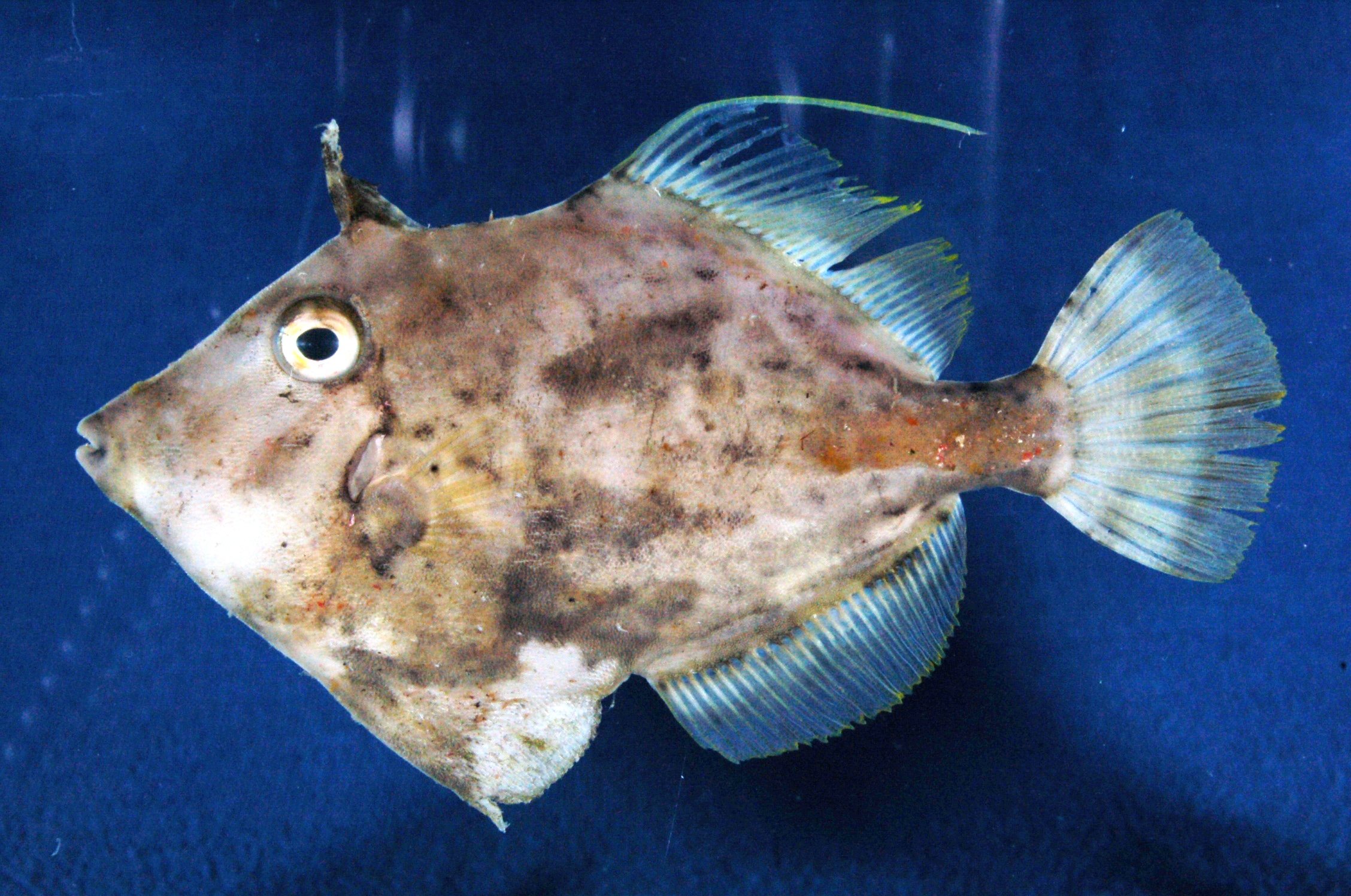 Golden filefish (Stephanolepis auratus) — Monacanthidae — 2