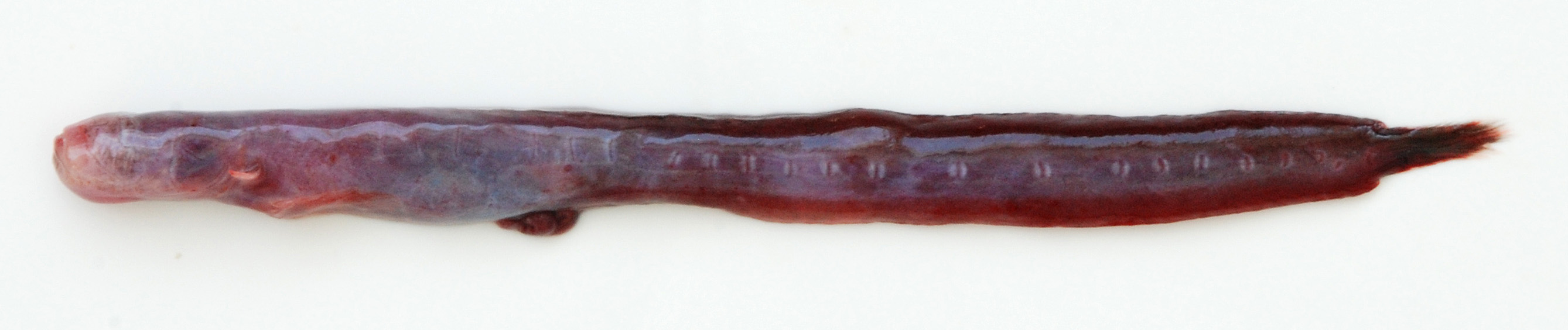 Slender eel goby (Taenioides gracilis) — Gobiidae — 2