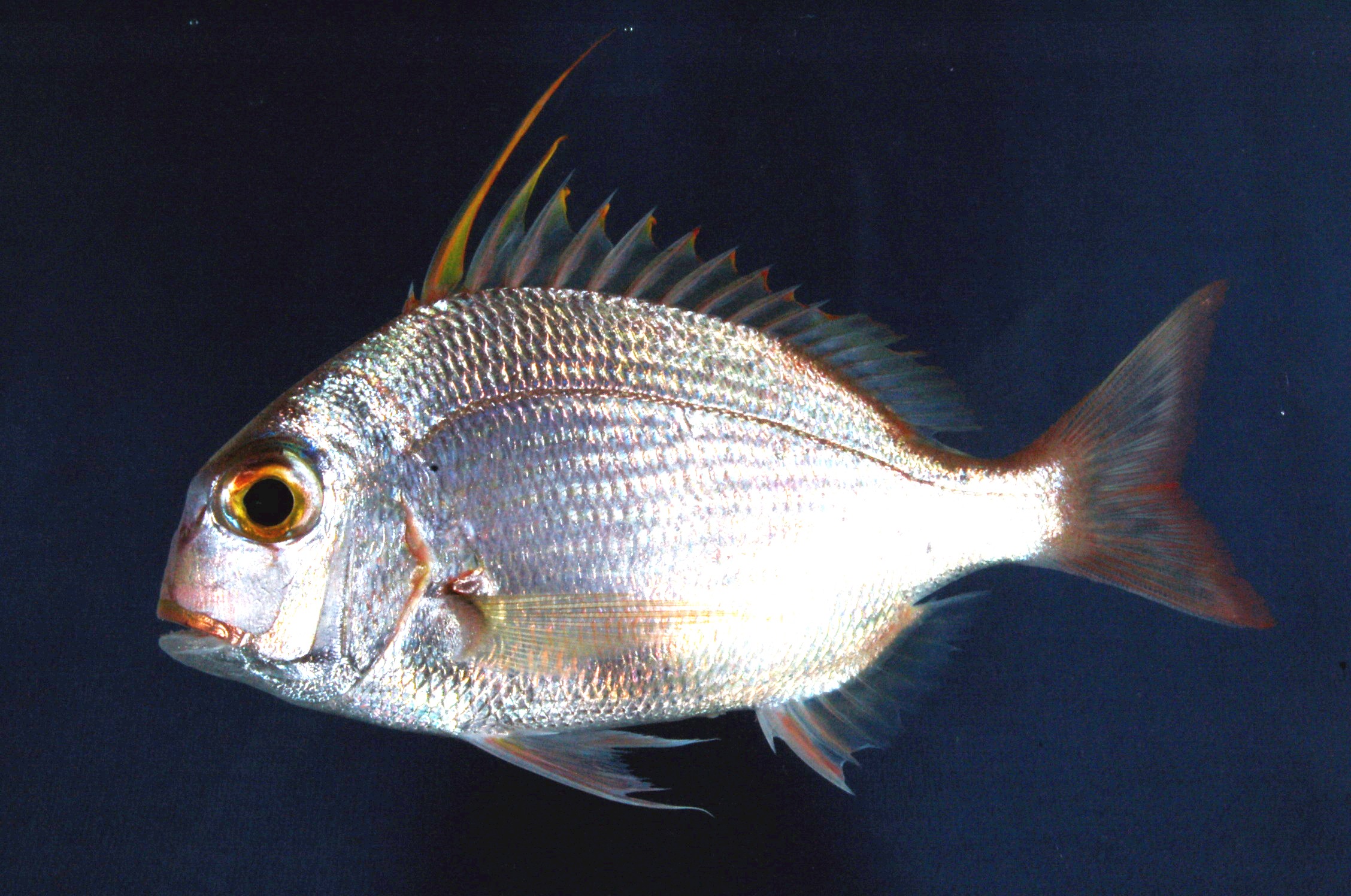 King soldier bream (Argyrops filamentosus) — Sparidae — 5