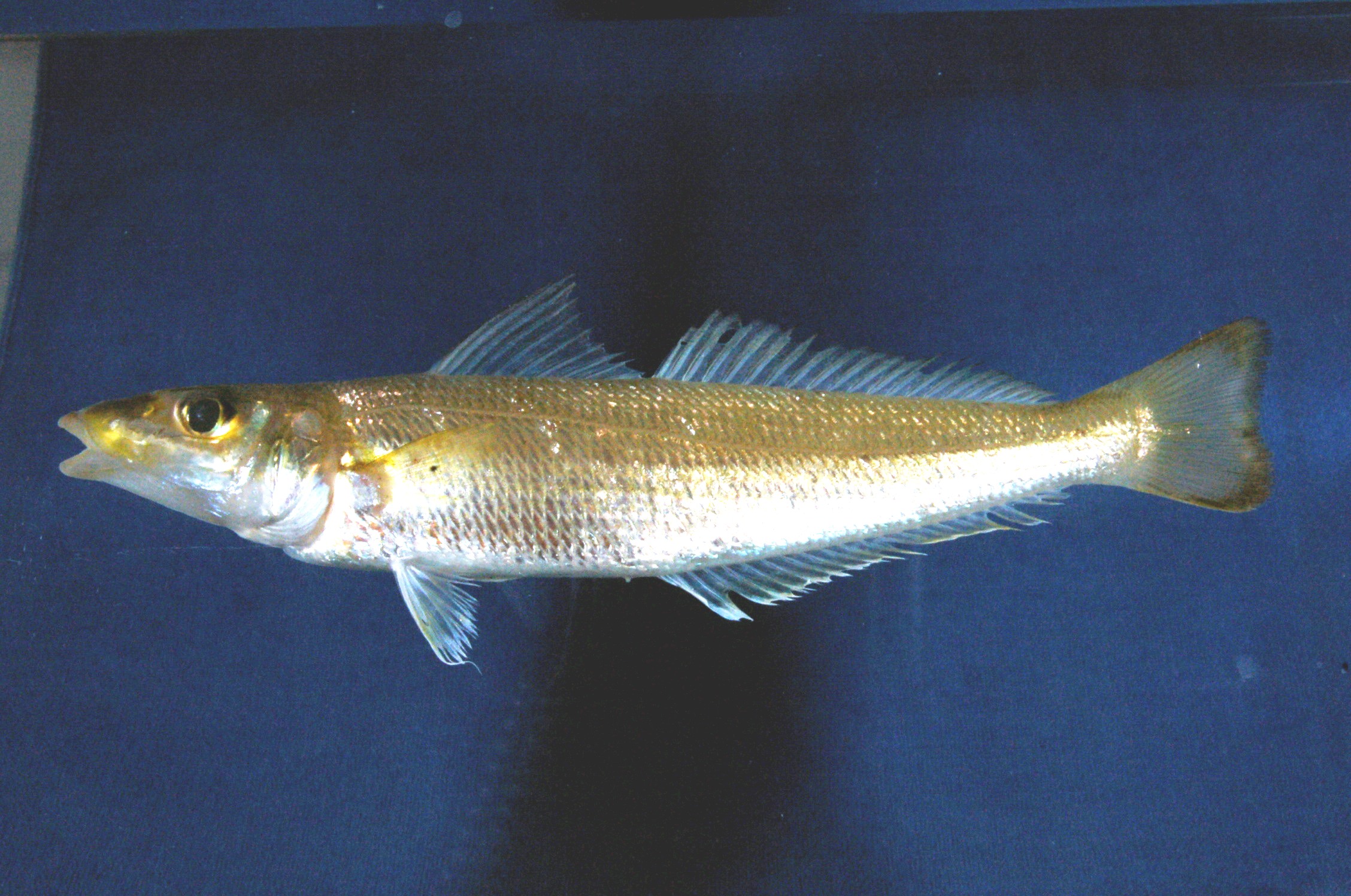 Arabian sillago (Sillago arabica) — Sillaginidae