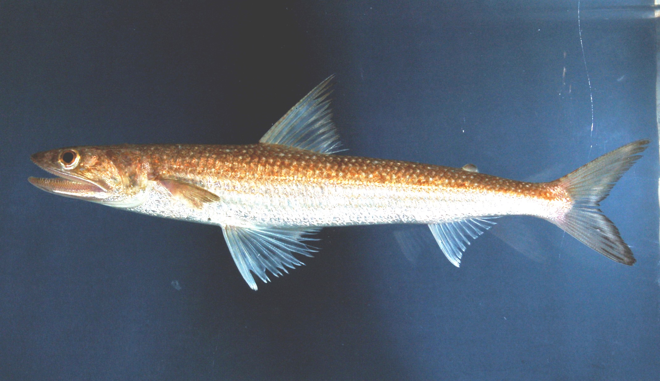 Lizardfish (Saurida micropectoralis) — Synodontidae — 2