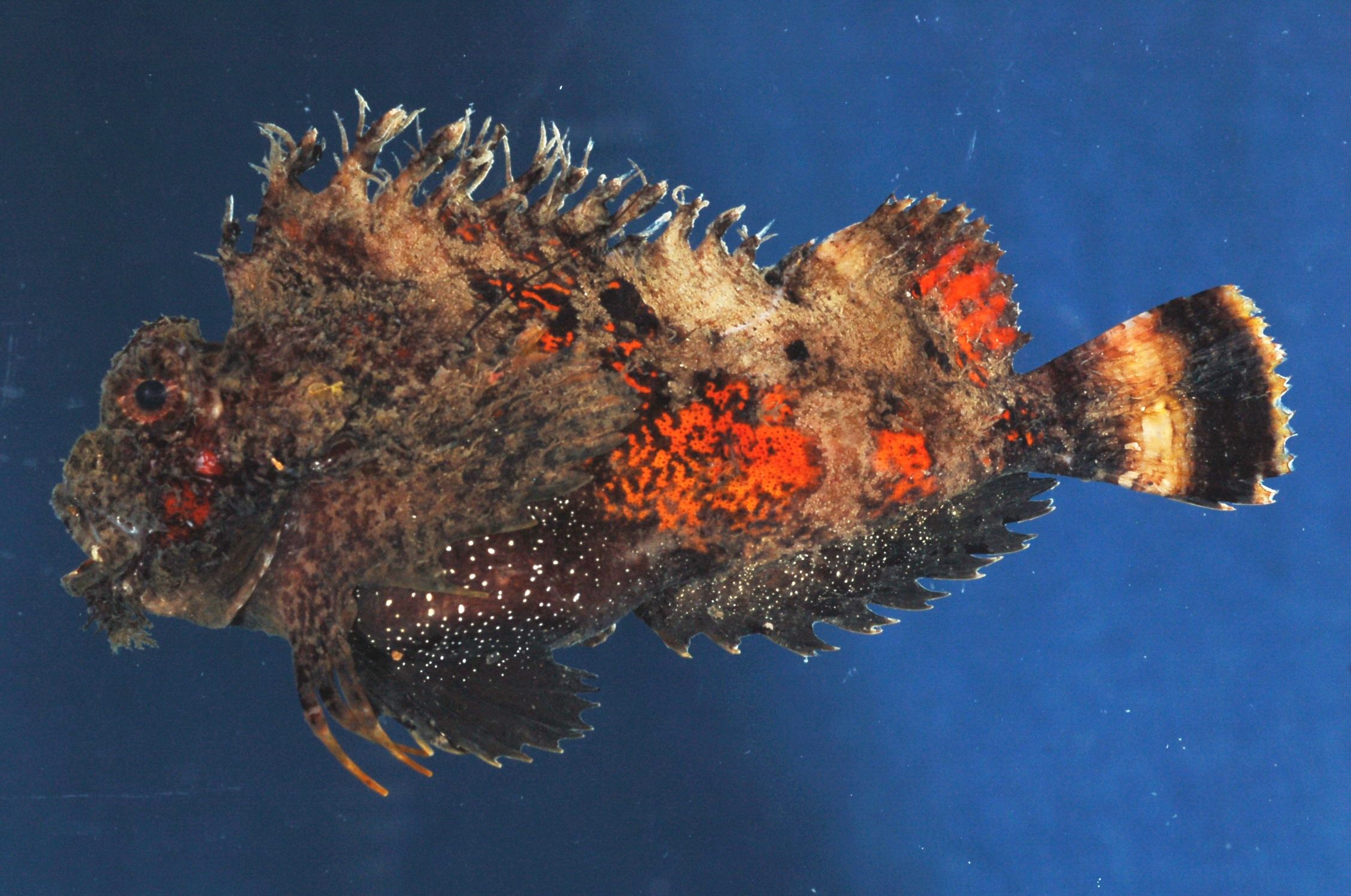 Threestick stingfish (Choridactylus natalensis) — Synanceiidae — 4