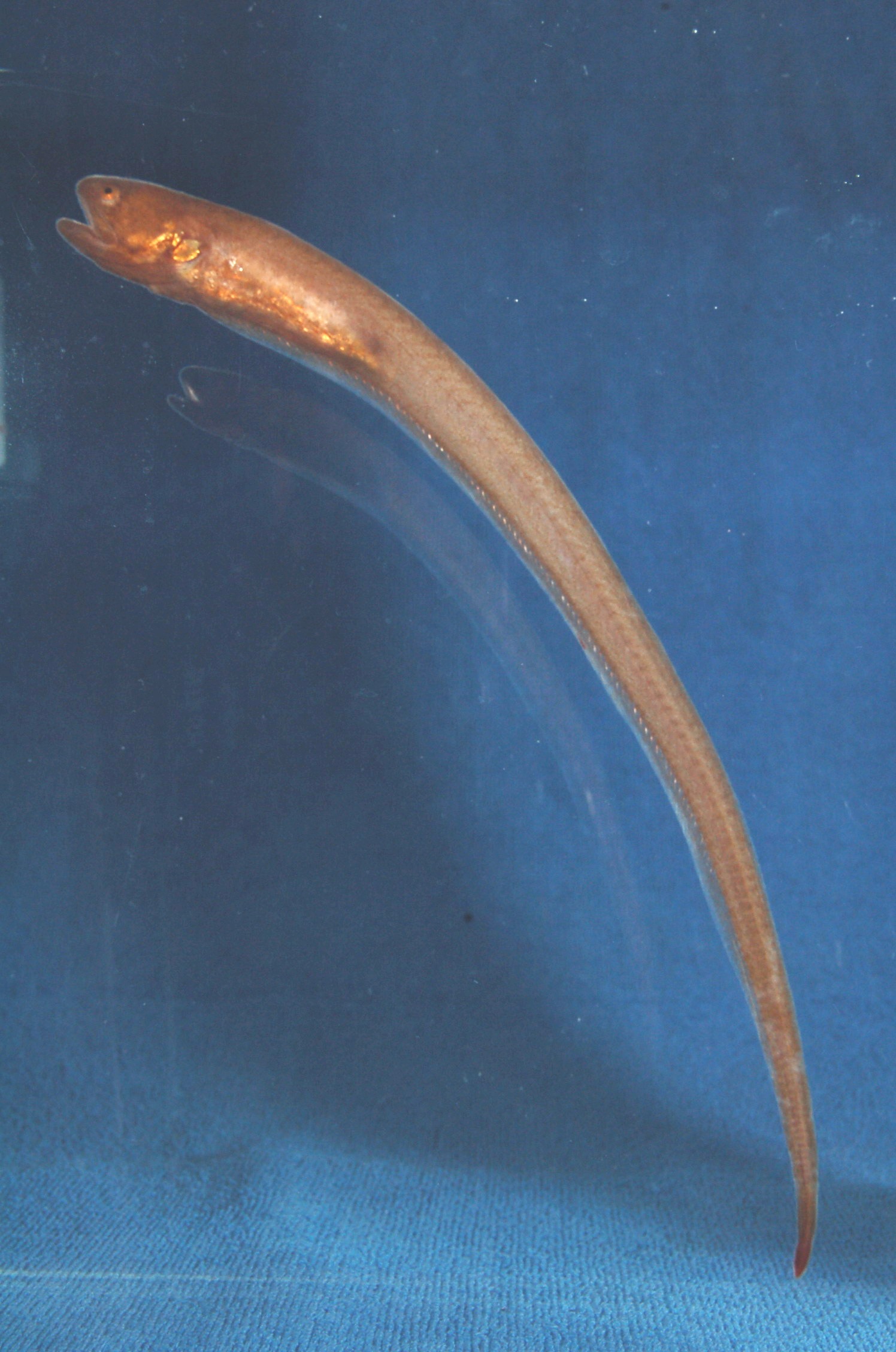 Pinhead pearlfish (Encheliophis boraborensis) — Carapidae