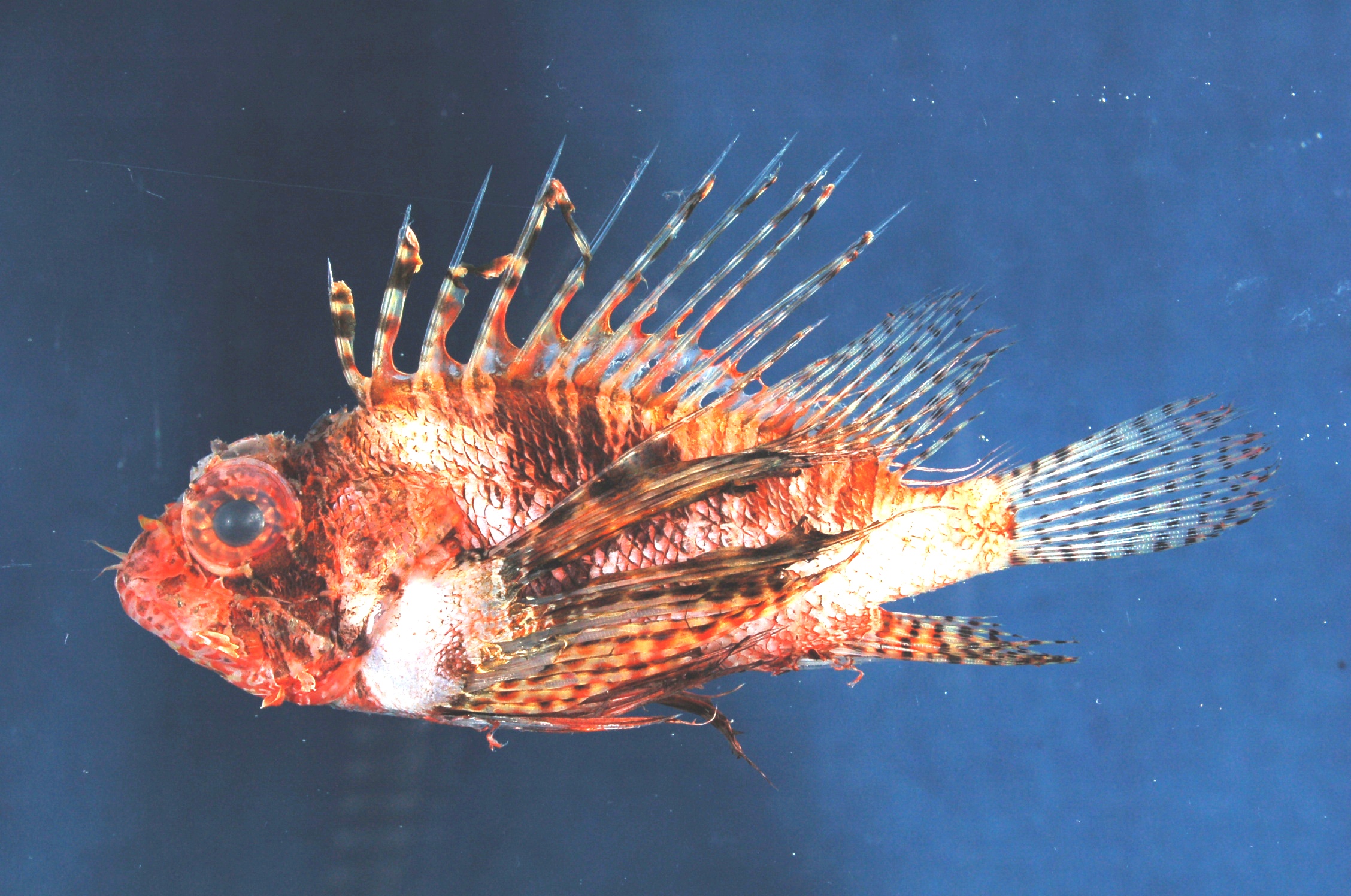 Mombasa lionfish (Pterois mombasae) — Scorpaenidae — 3