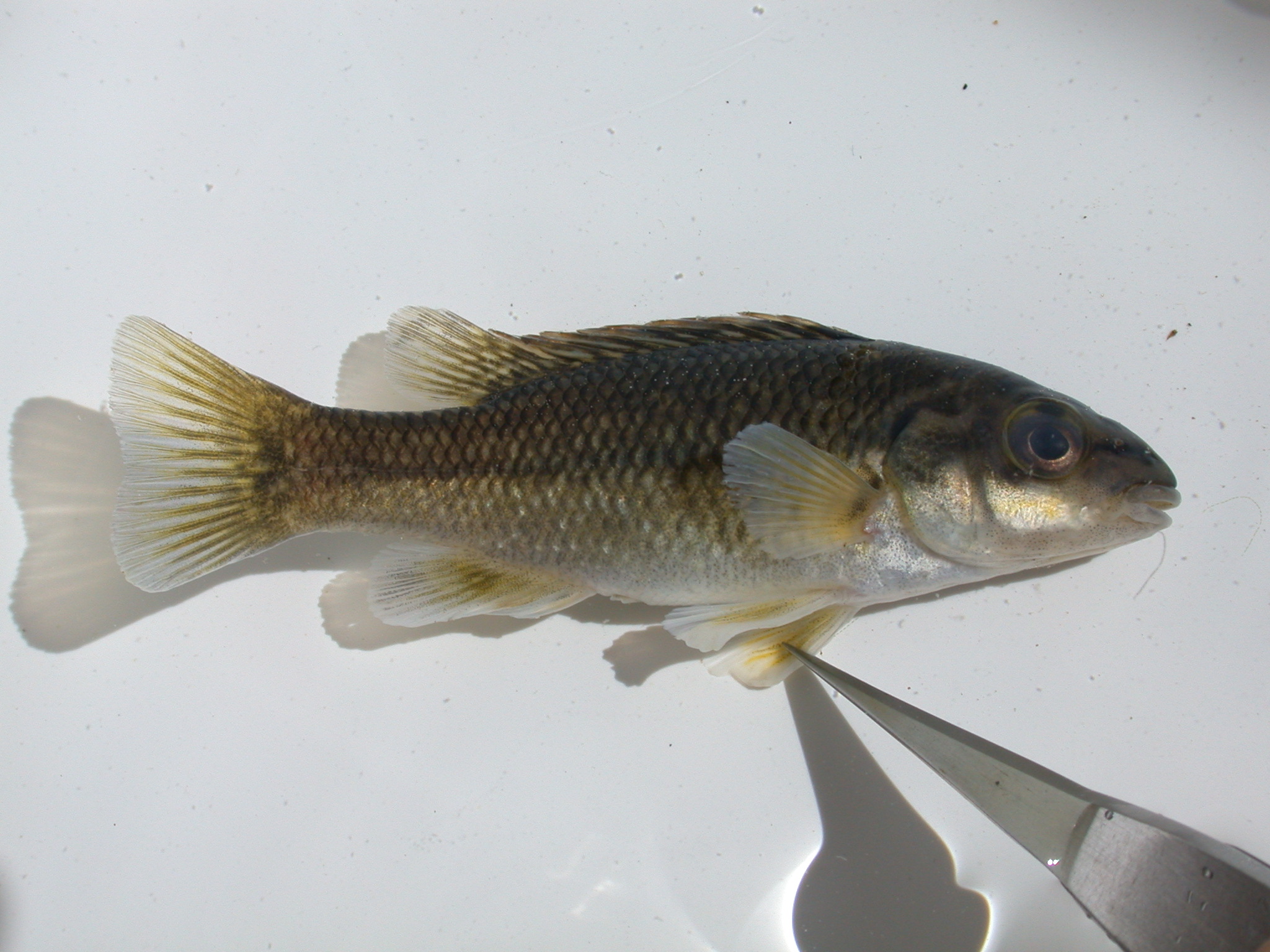 Oxylapia polli — Cichlidae