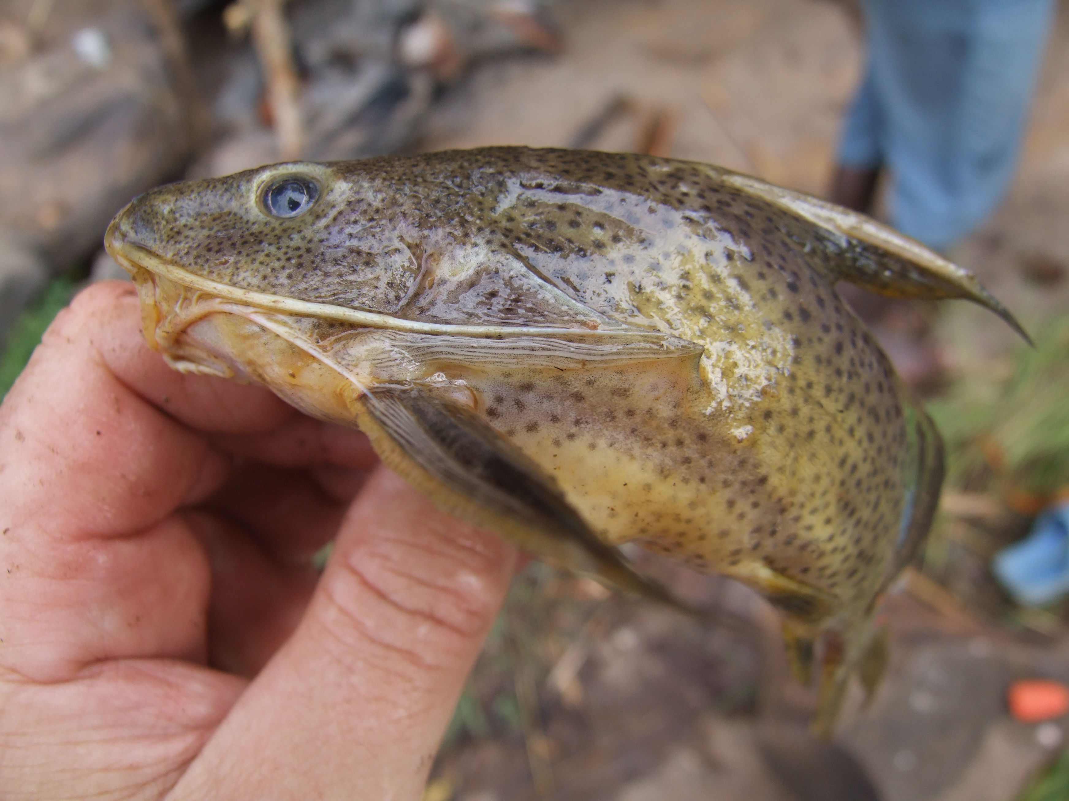 Blackspotted synodontis (Synodontis melanostictus) — Mochokidae — 2