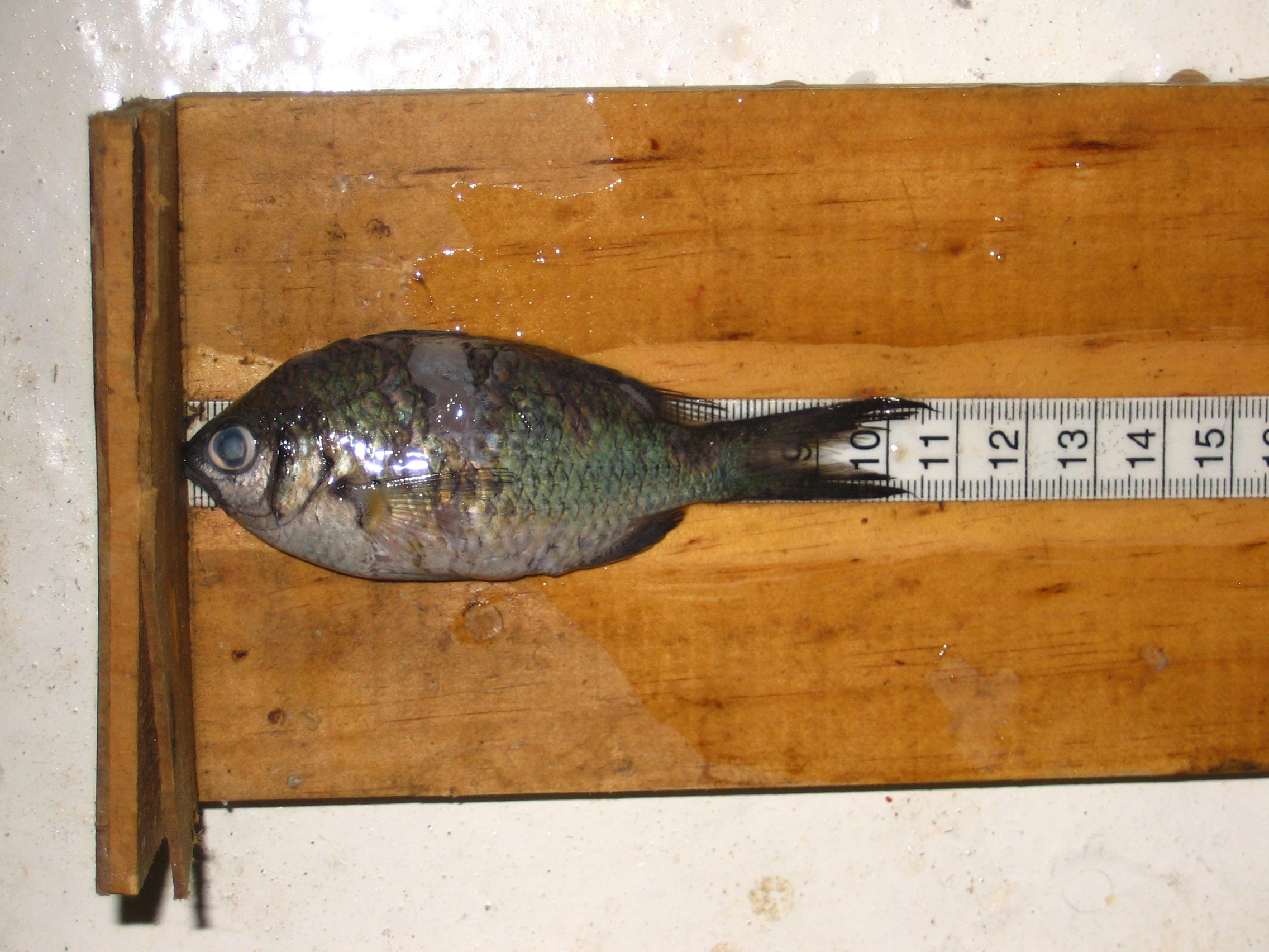 Doublebar chromis (Chromis opercularis) — Pomacentridae — 2