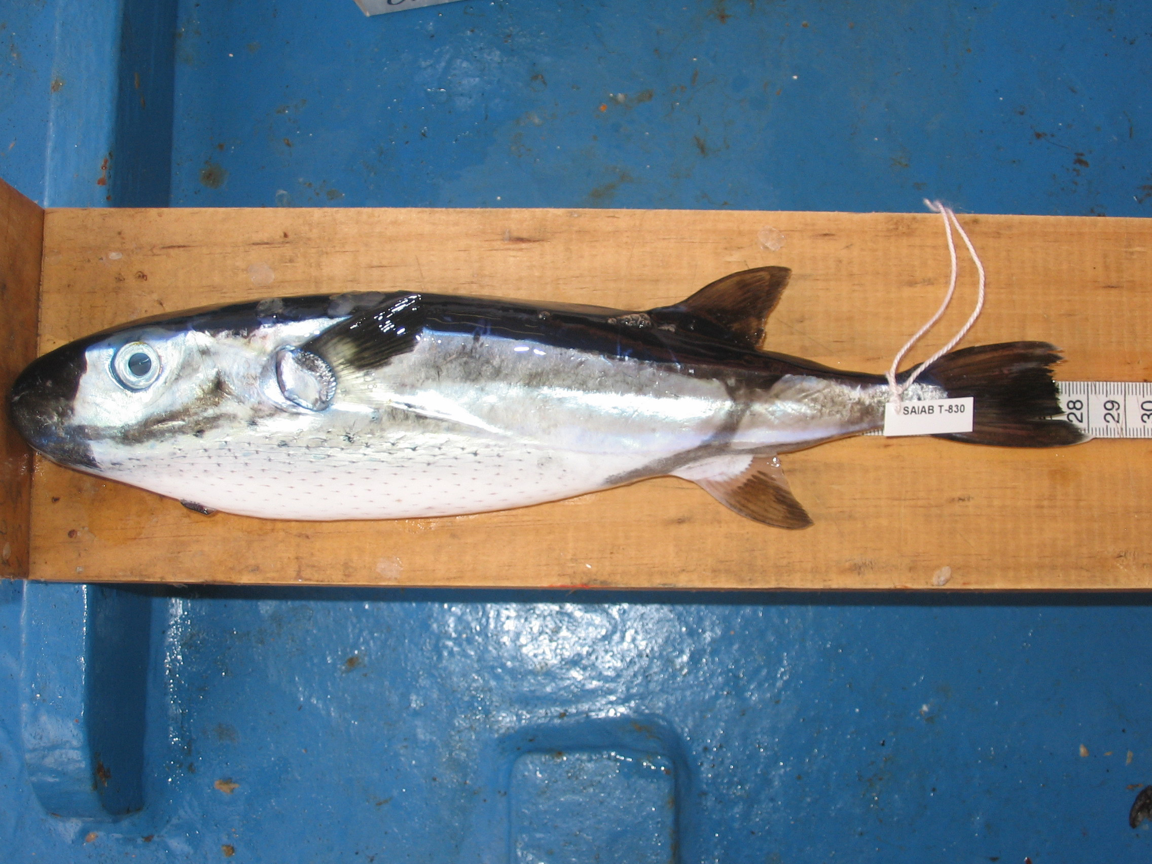 Oceanic puffer (Lagocephalus lagocephalus) — Tetraodontidae — 2