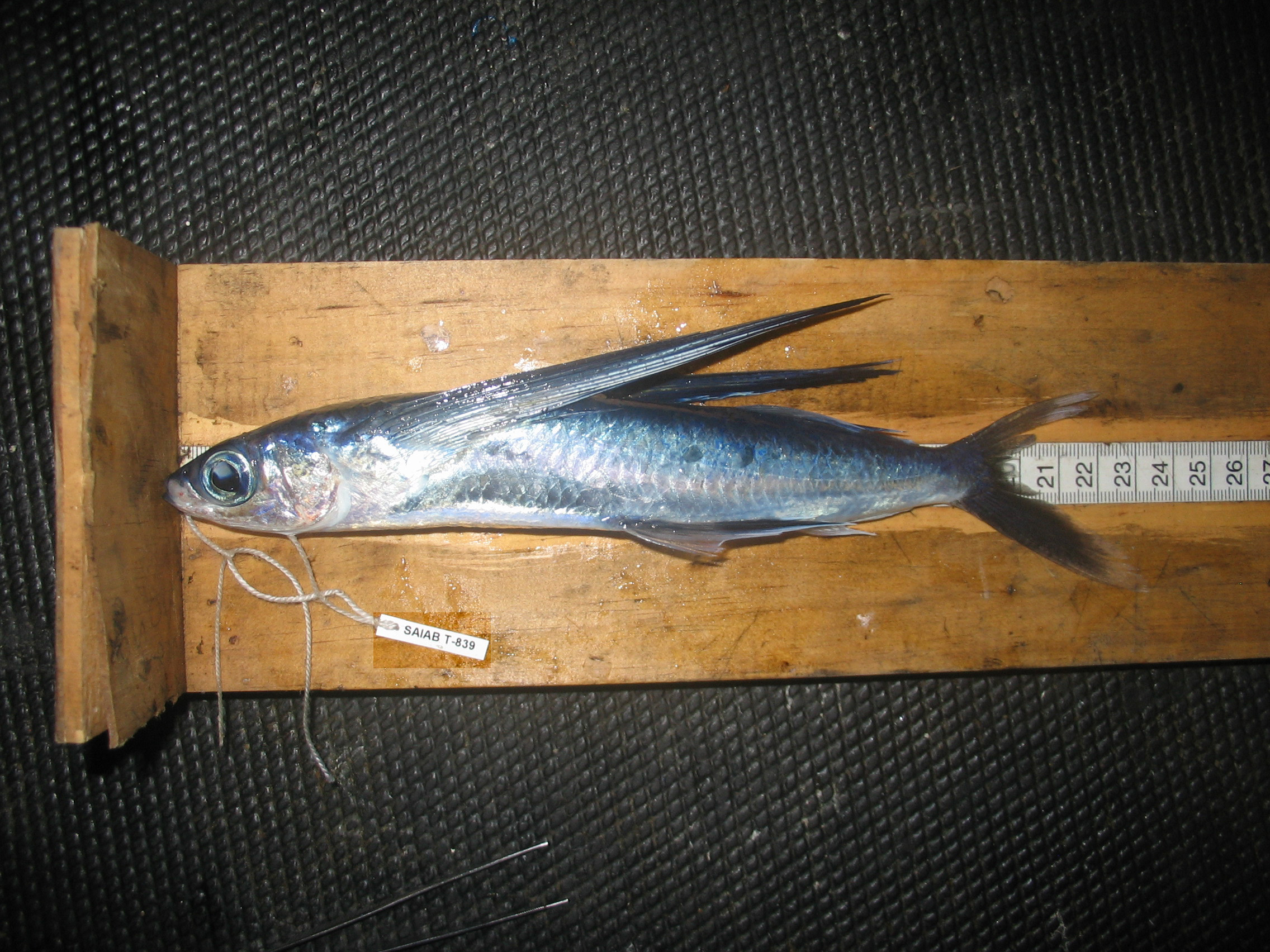 African flyingfish (Cheilopogon nigricans) — Exocoetidae — 4