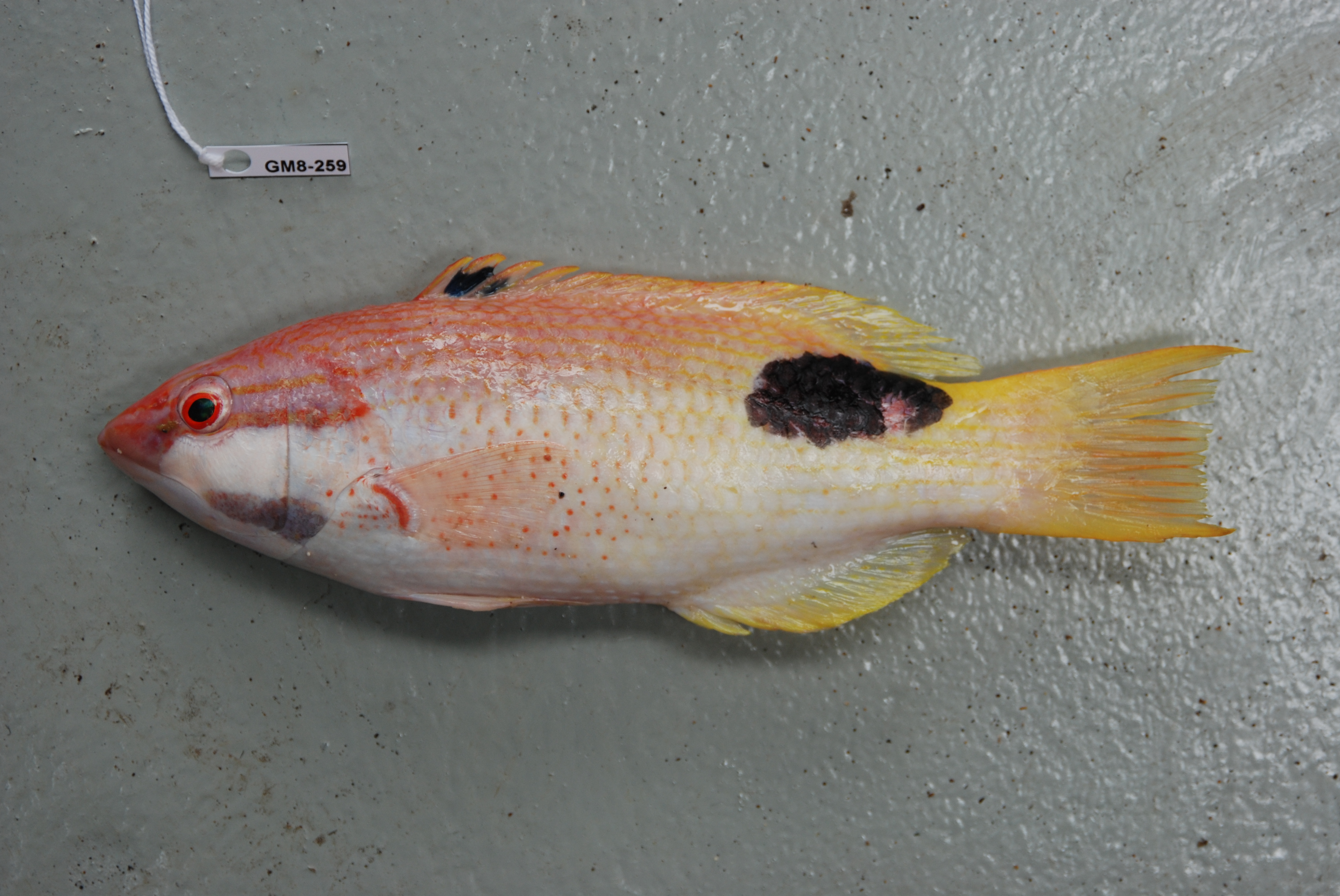 Blackspot wrasse (Bodianus bilunulatus) — Labridae — 3