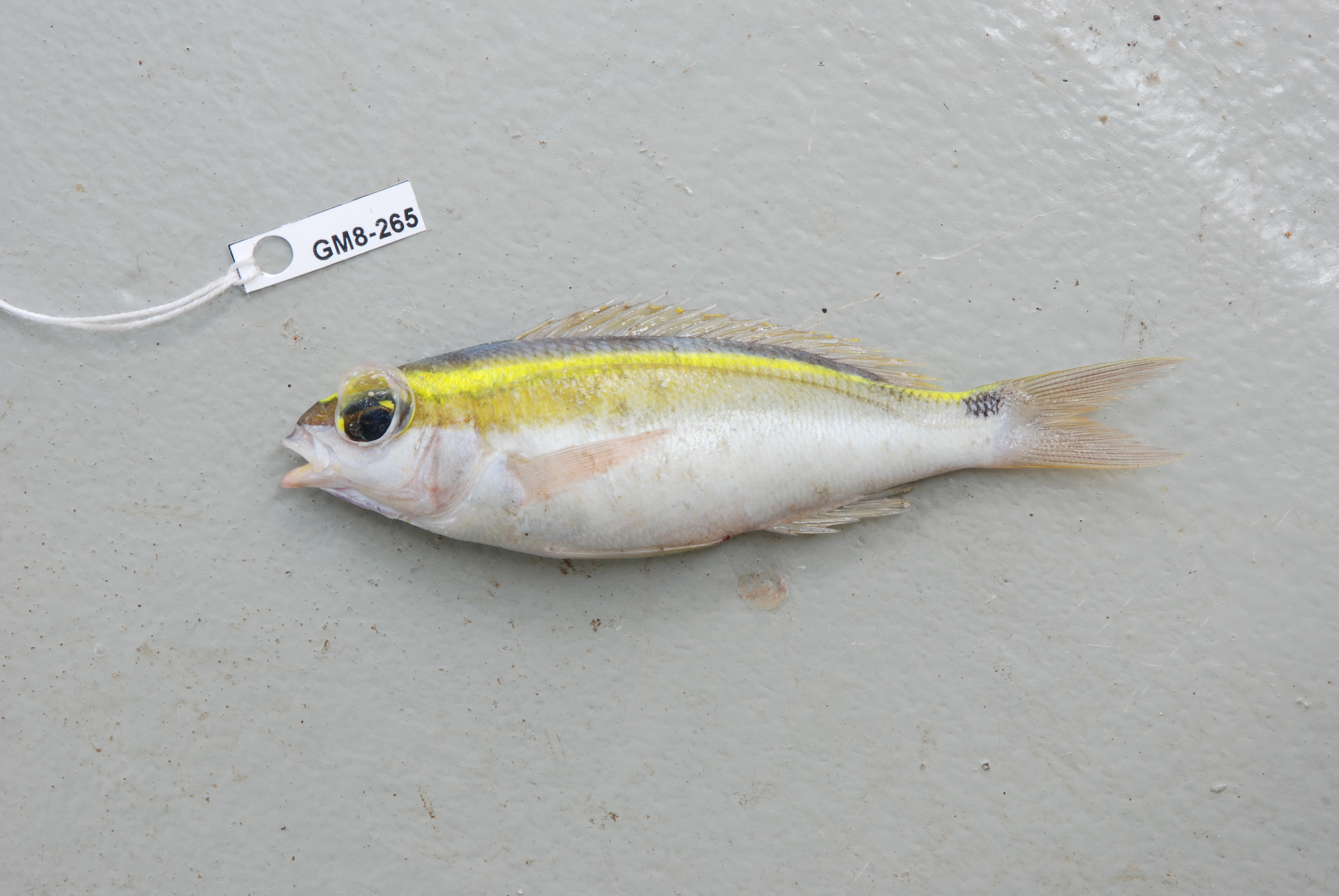 Bridled monocle bream (Scolopsis frenata) — Nemipteridae — 2