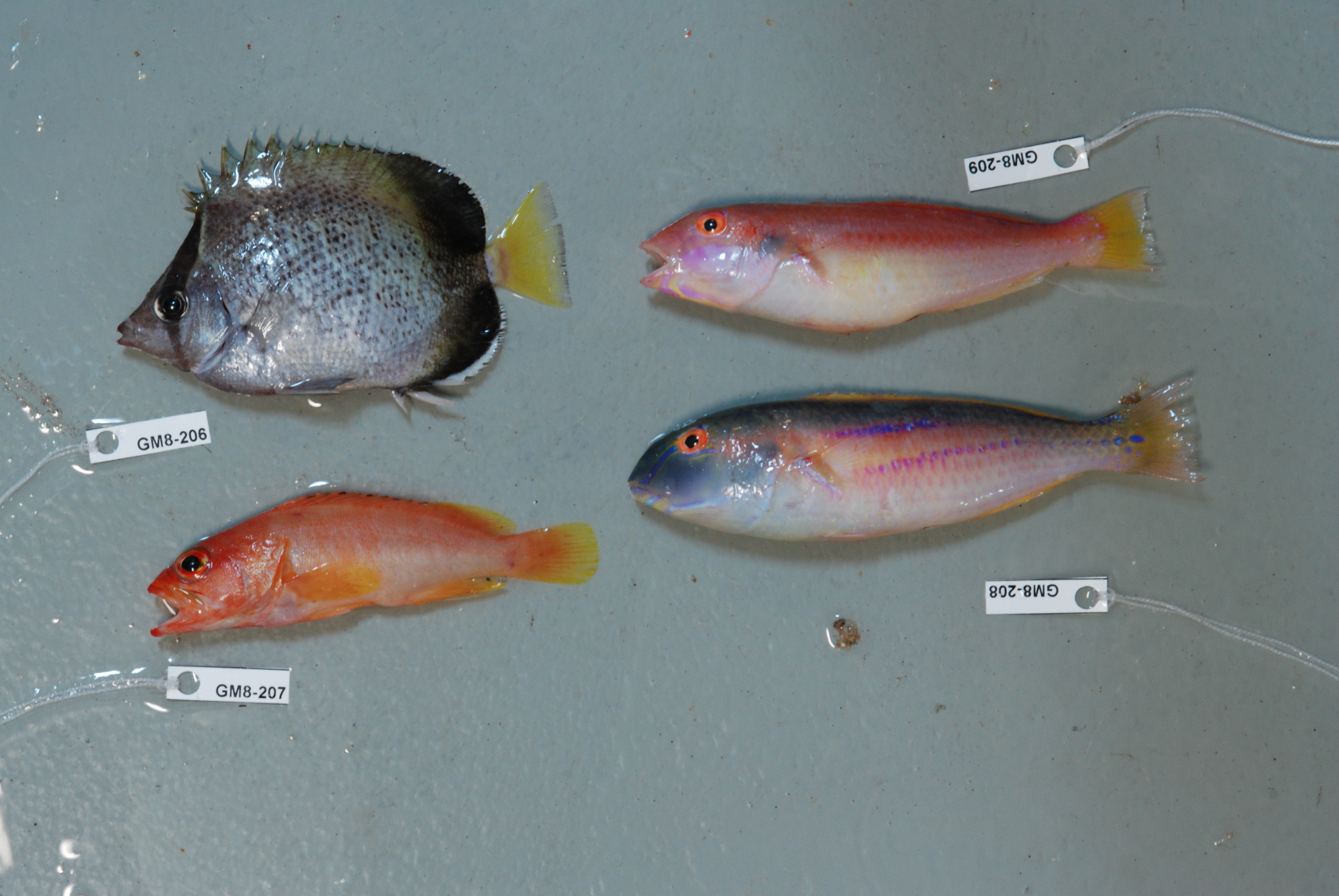 Afrikaanse koraalvlinder (Chaetodon dolosus) — Chaetodontidae — 3