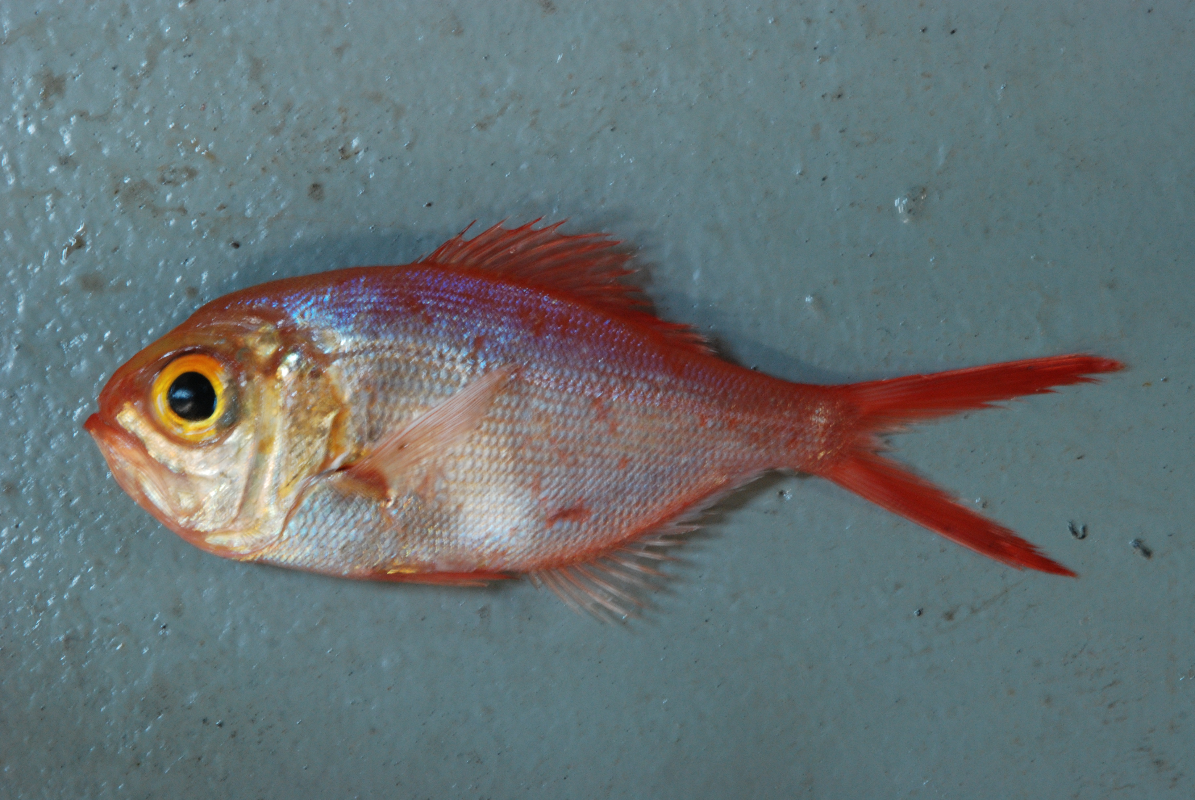 Kingfish (Centroberyx lineatus) — Berycidae — 3