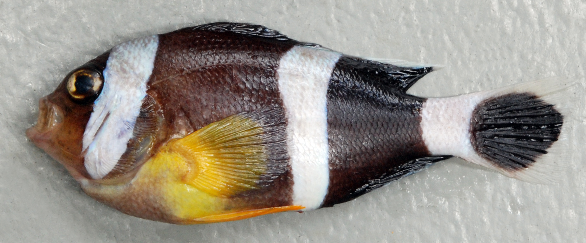Mauritian anemonefish (Amphiprion chrysogaster) — Pomacentridae — 2