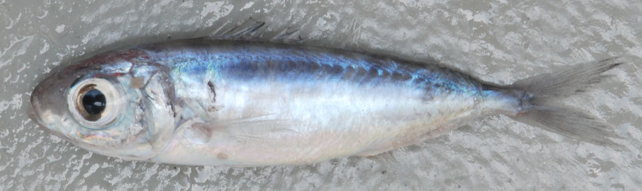 Brown driftfish (Ariomma melanum) — Ariommatidae — 4