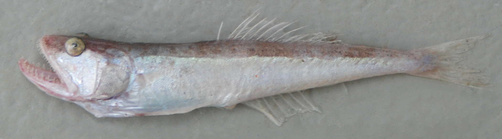 Sawtooth gaper (Champsodon nudivittis) — Champsodontidae — 4