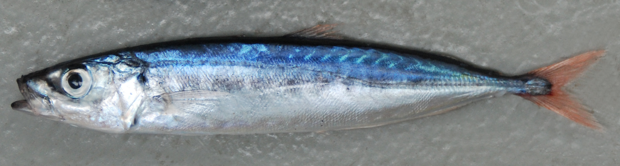 Greater Kingston (Decapterus tabl) — Carangidae
