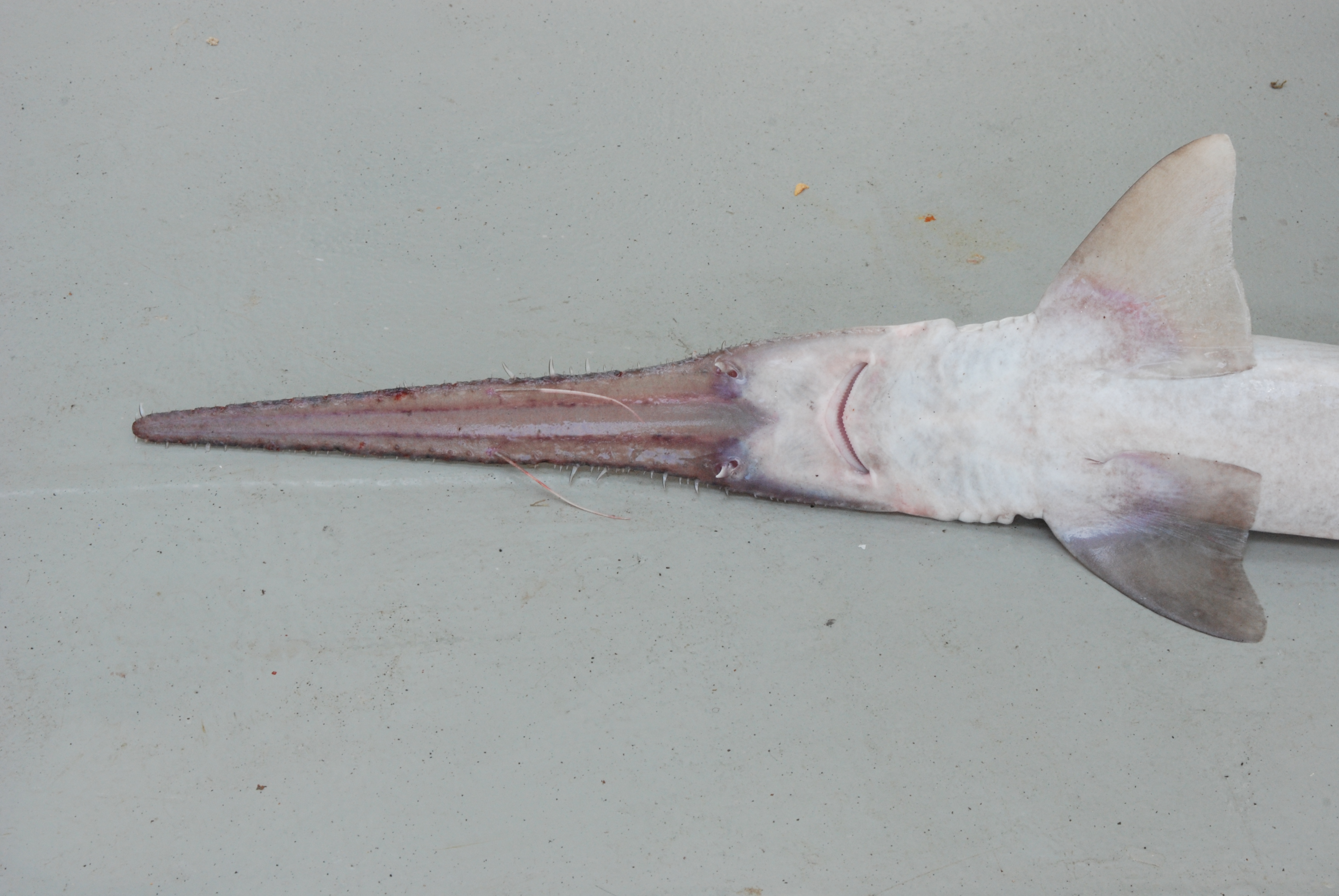 Sixgill sawshark (Pliotrema warreni) — Pristiophoridae — 2