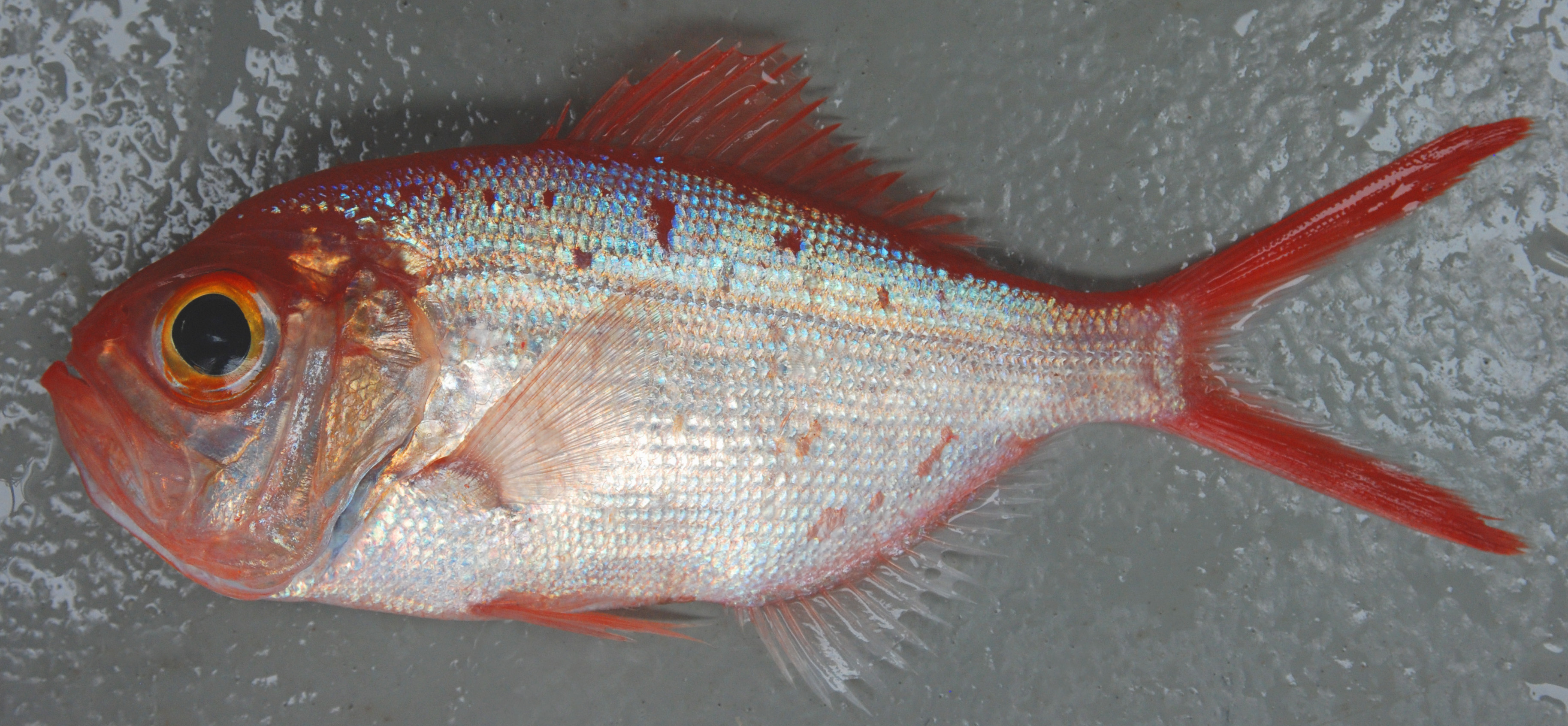 Kingfish (Centroberyx lineatus) — Berycidae — 2
