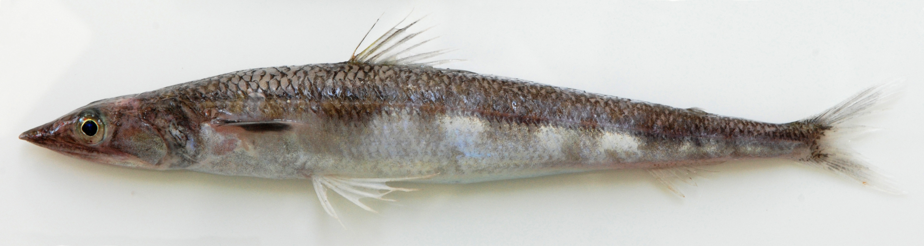Blackear lizardfish (Synodus kaianus) — Synodontidae