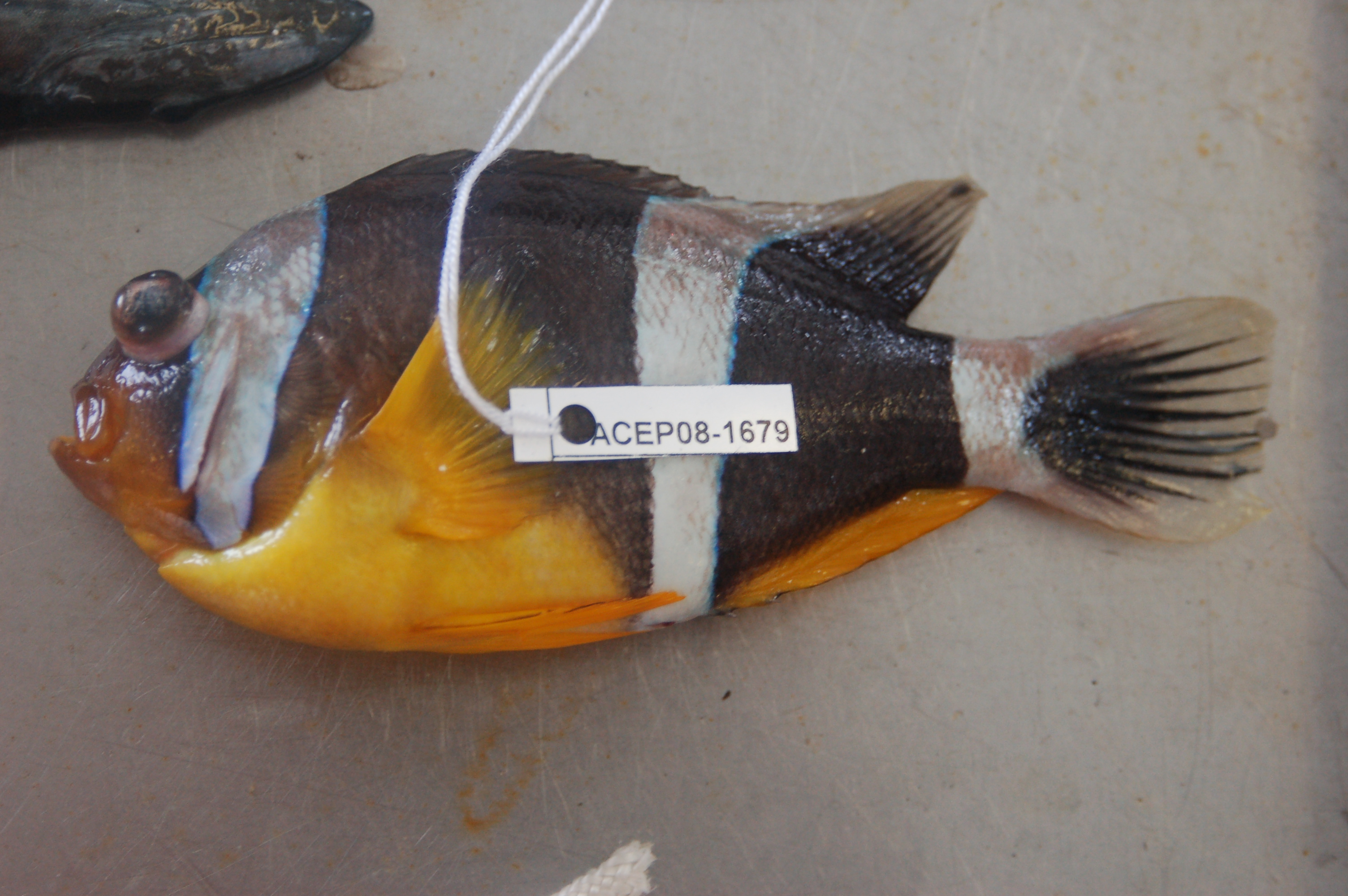 Mauritian anemonefish (Amphiprion chrysogaster) — Pomacentridae — 3