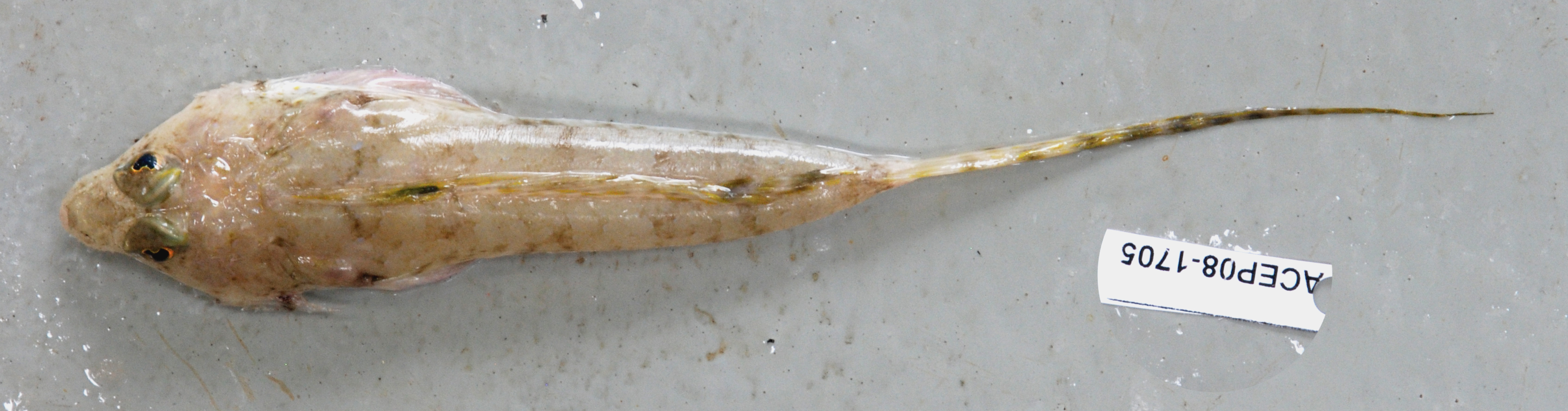 Cape dragonet (Paracallionymus costatus) — Callionymidae
