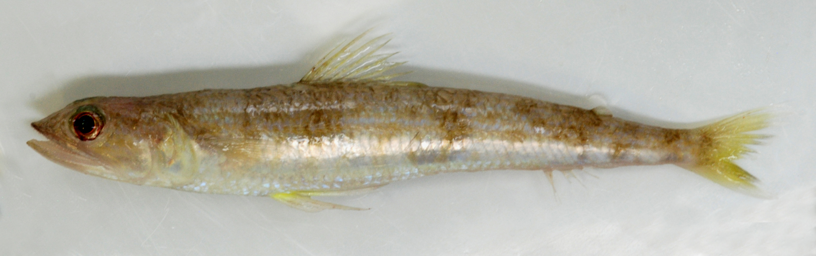Bigeye lizardfish (Synodus oculeus) — Synodontidae — 2