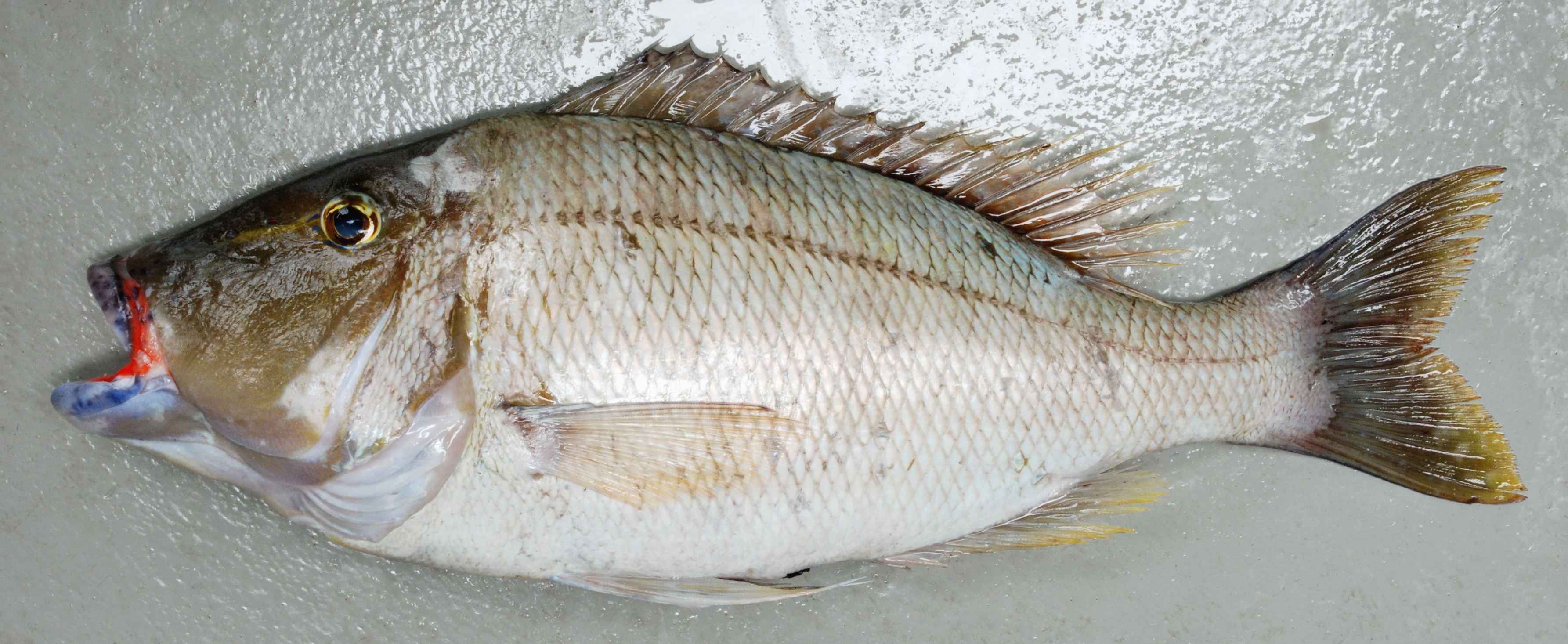 Enigmatic emperor (Lethrinus enigmaticus) — Lethrinidae — 2