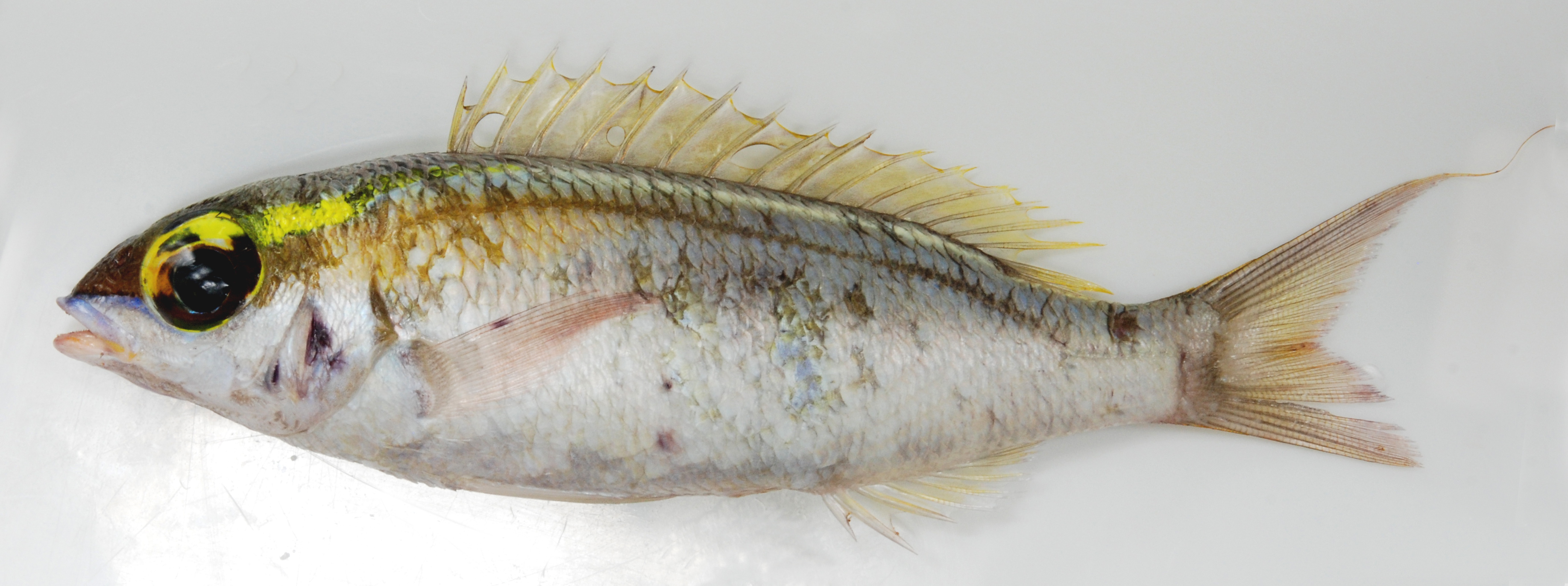 Bridled monocle bream (Scolopsis frenata) — Nemipteridae — 3