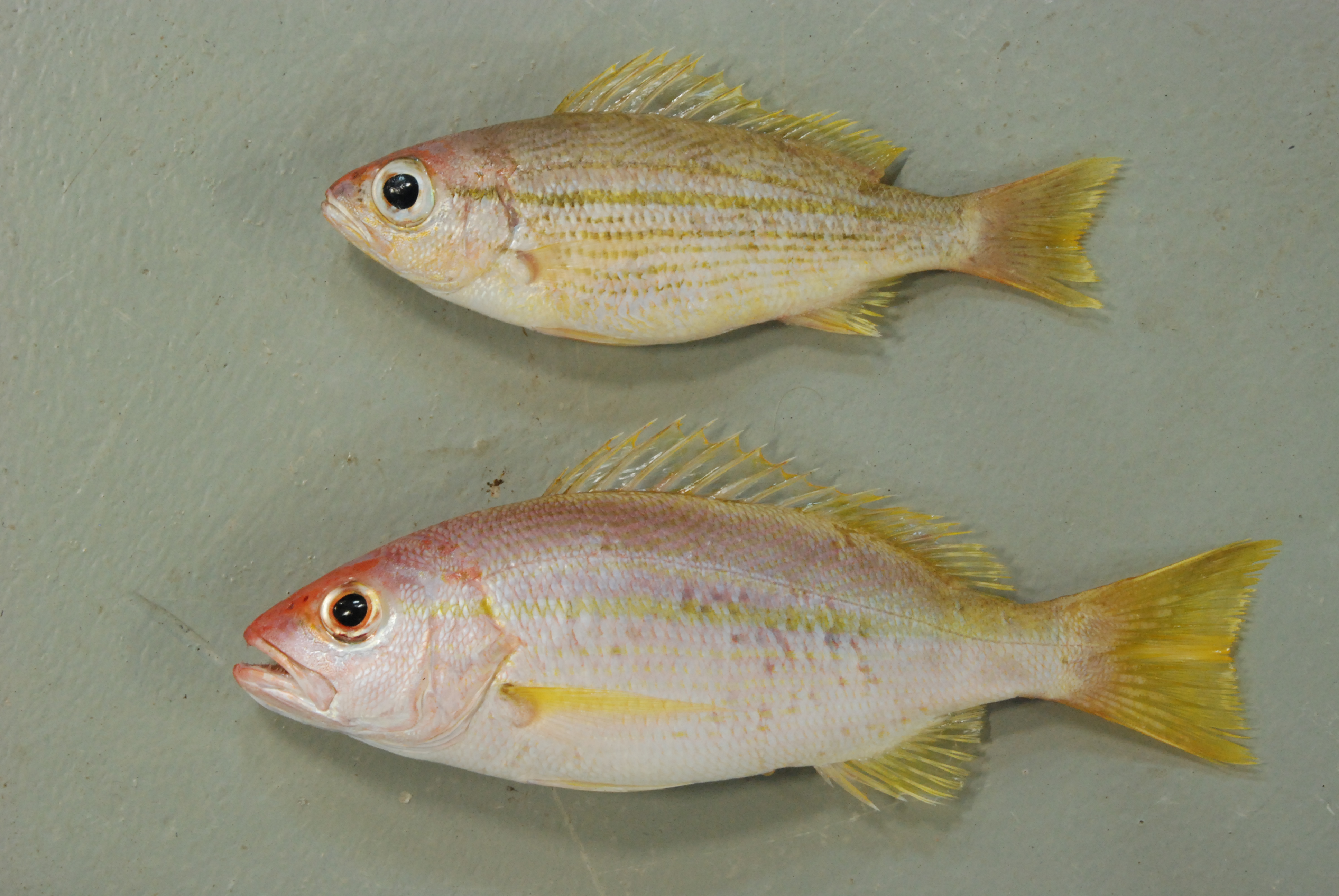 Indian snapper (Lutjanus madras) — Lutjanidae — 3