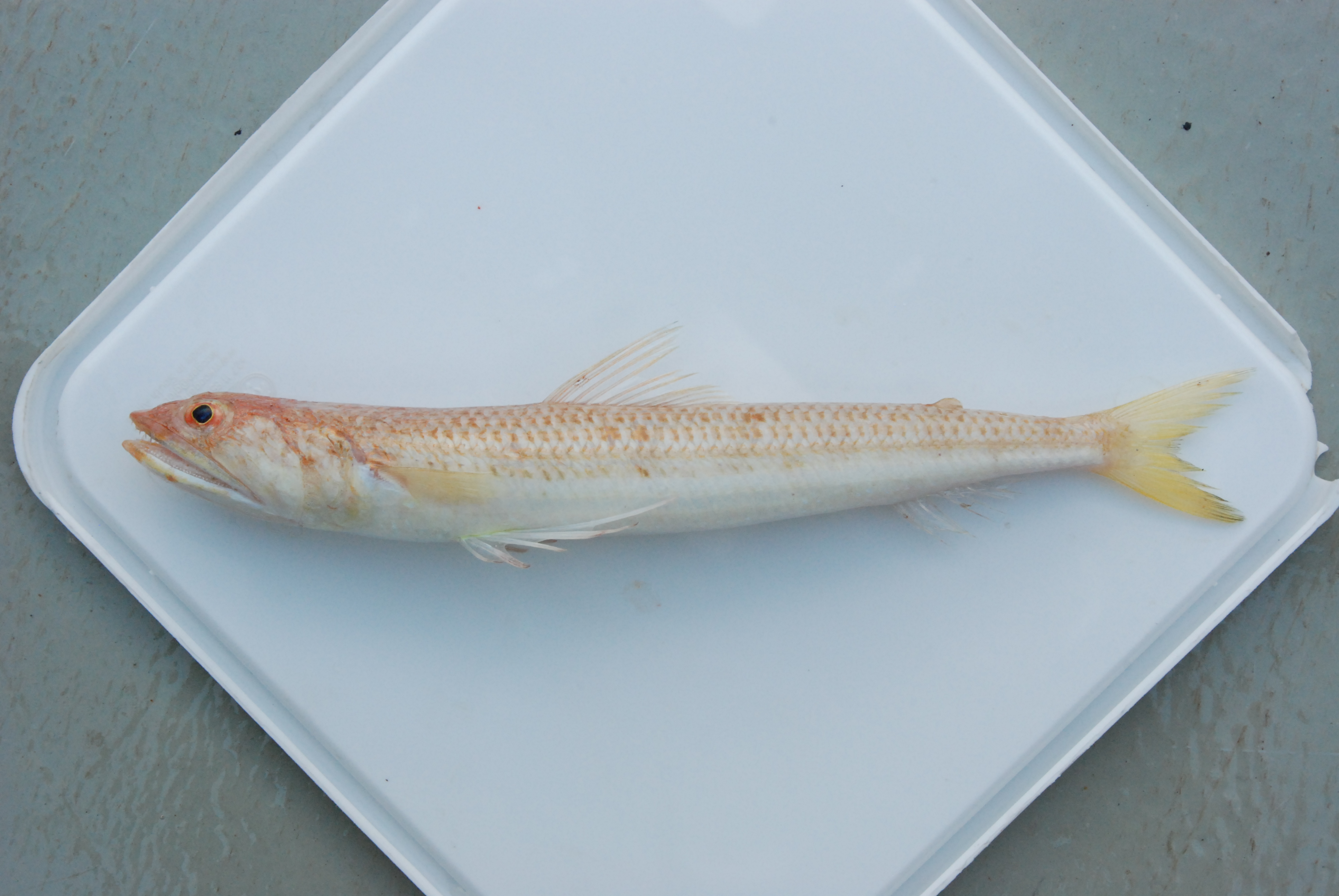 Indian lizardfish (Synodus indicus) — Synodontidae — 2