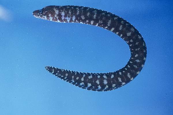 Robins' moray (Gymnothorax robinsi) — Muraenidae — 4