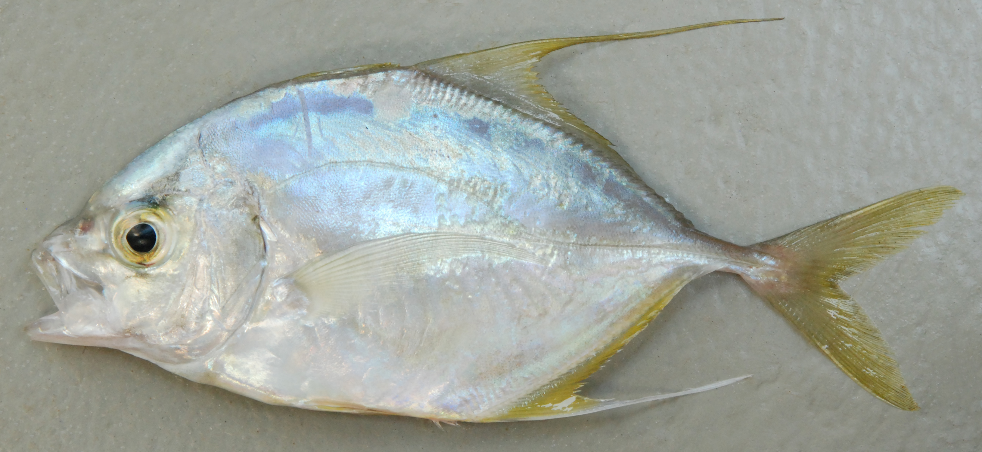 Coastal trevally (Carangoides oblongus) — Carangidae — 3
