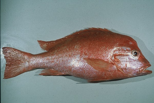 Blood snapper (Lutjanus sanguineus) — Lutjanidae — 3