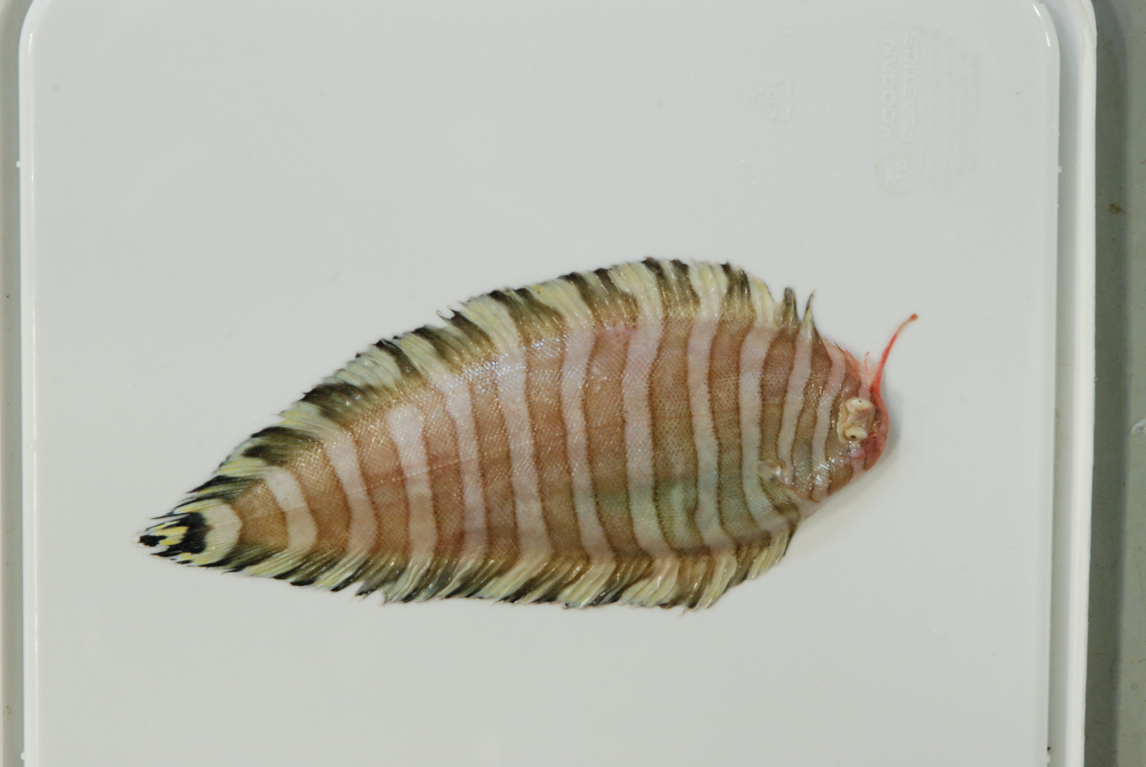 Dark thick-rayed sole (Aesopia cornuta) — Soleidae — 3