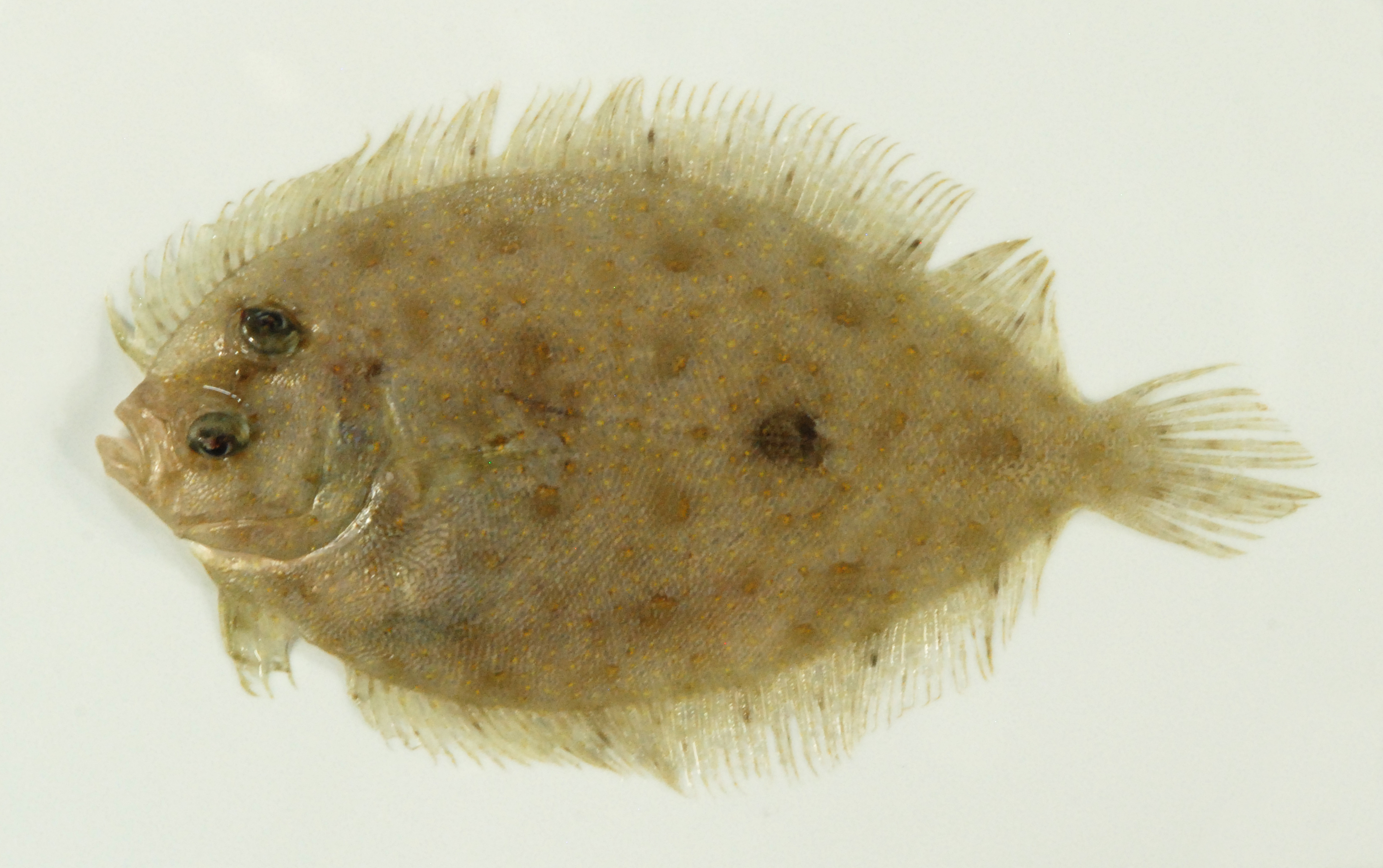 Disc flounder (Bothus myriaster) — Bothidae